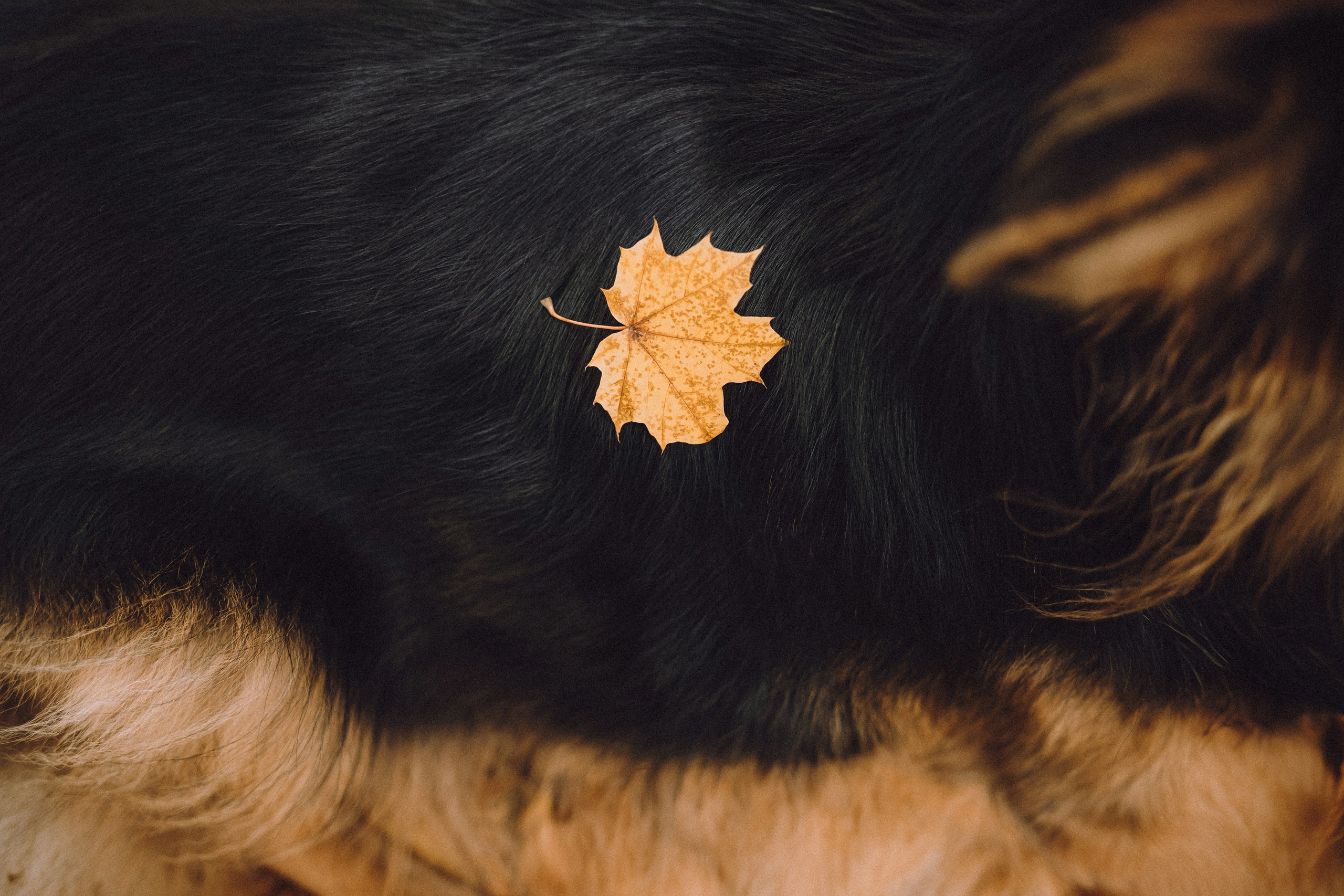 Хлоя, Герда и их семья