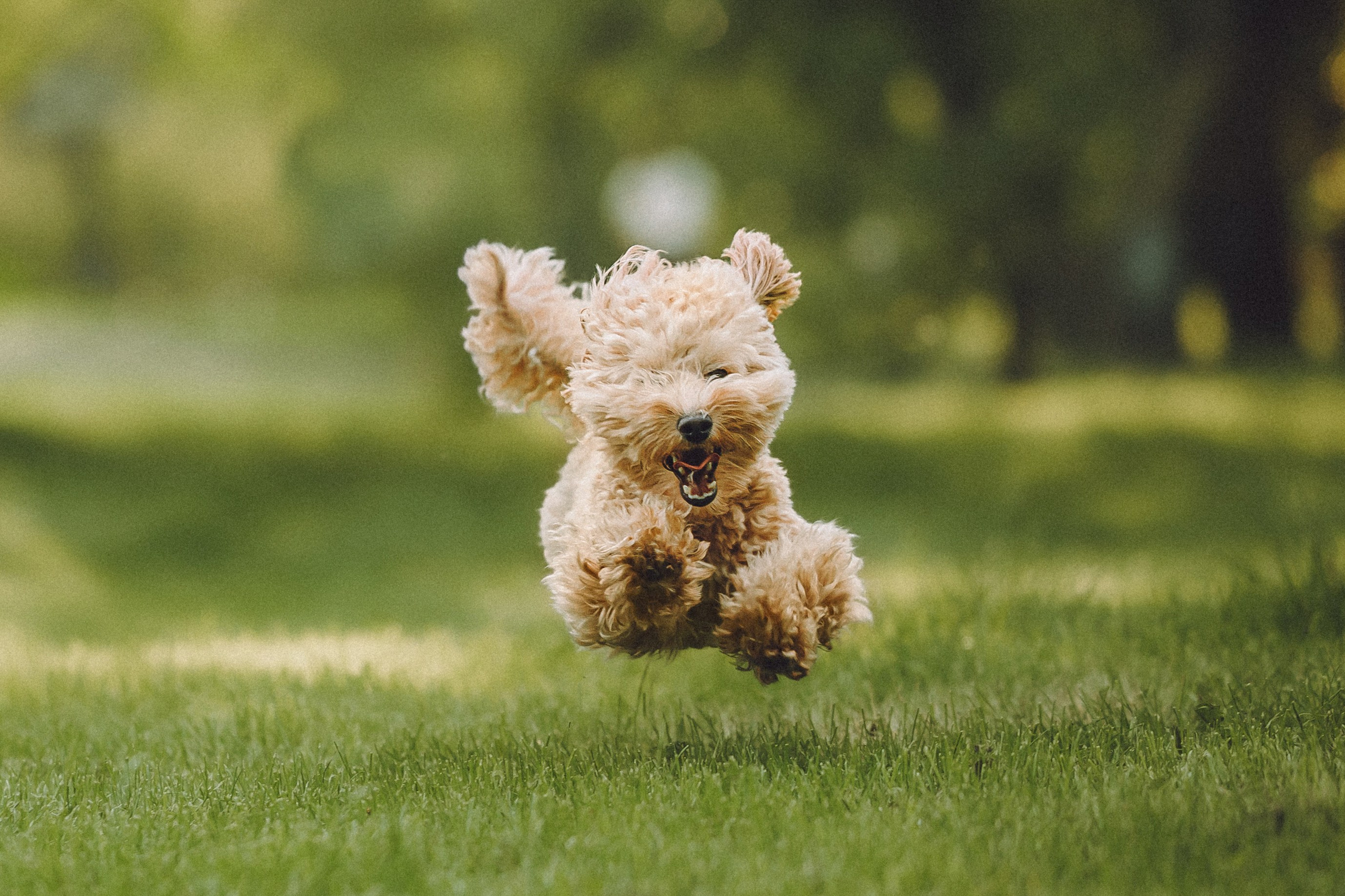 Фред и его семья