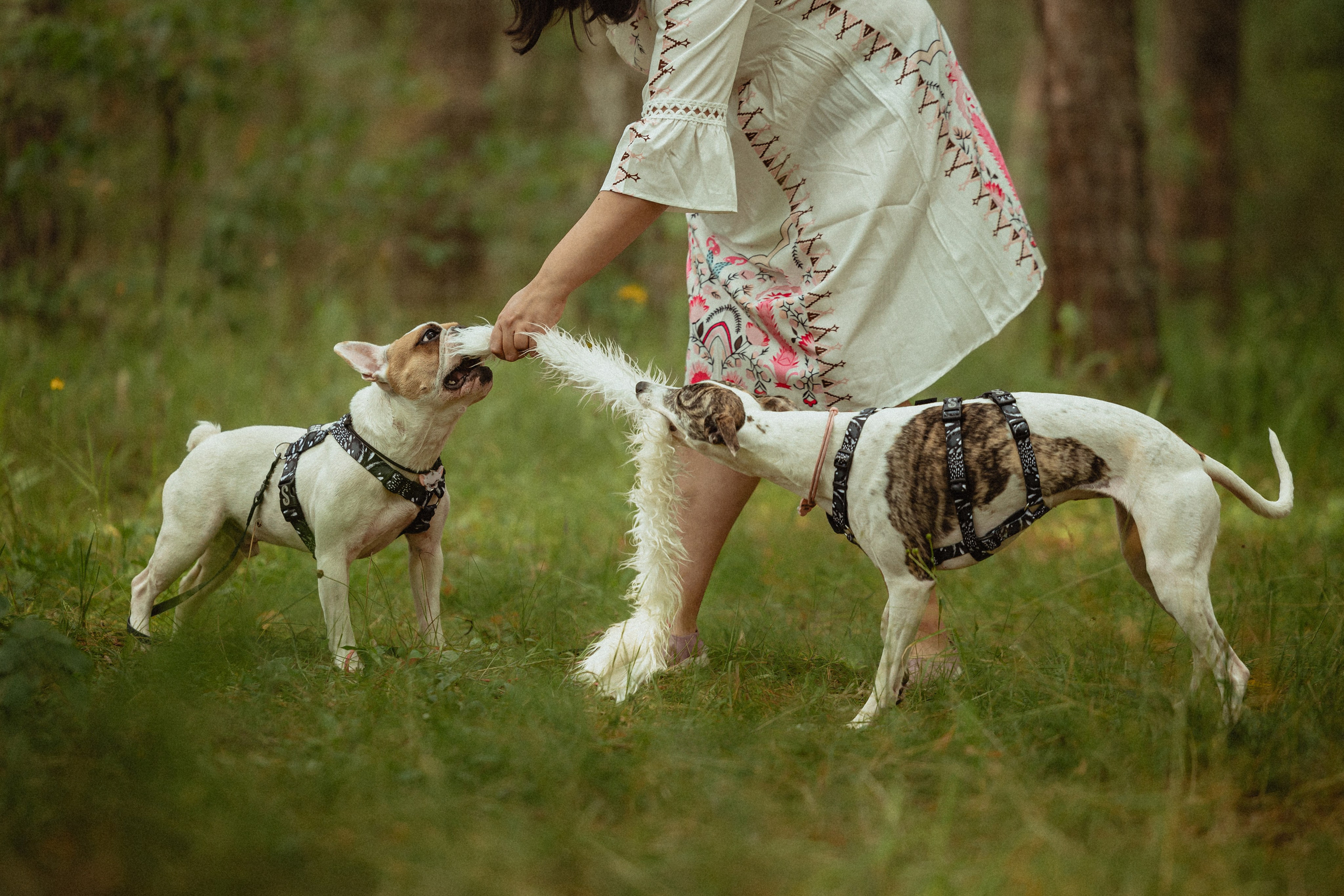 Выездной дог-тренинг от школы «Шерсть имею»