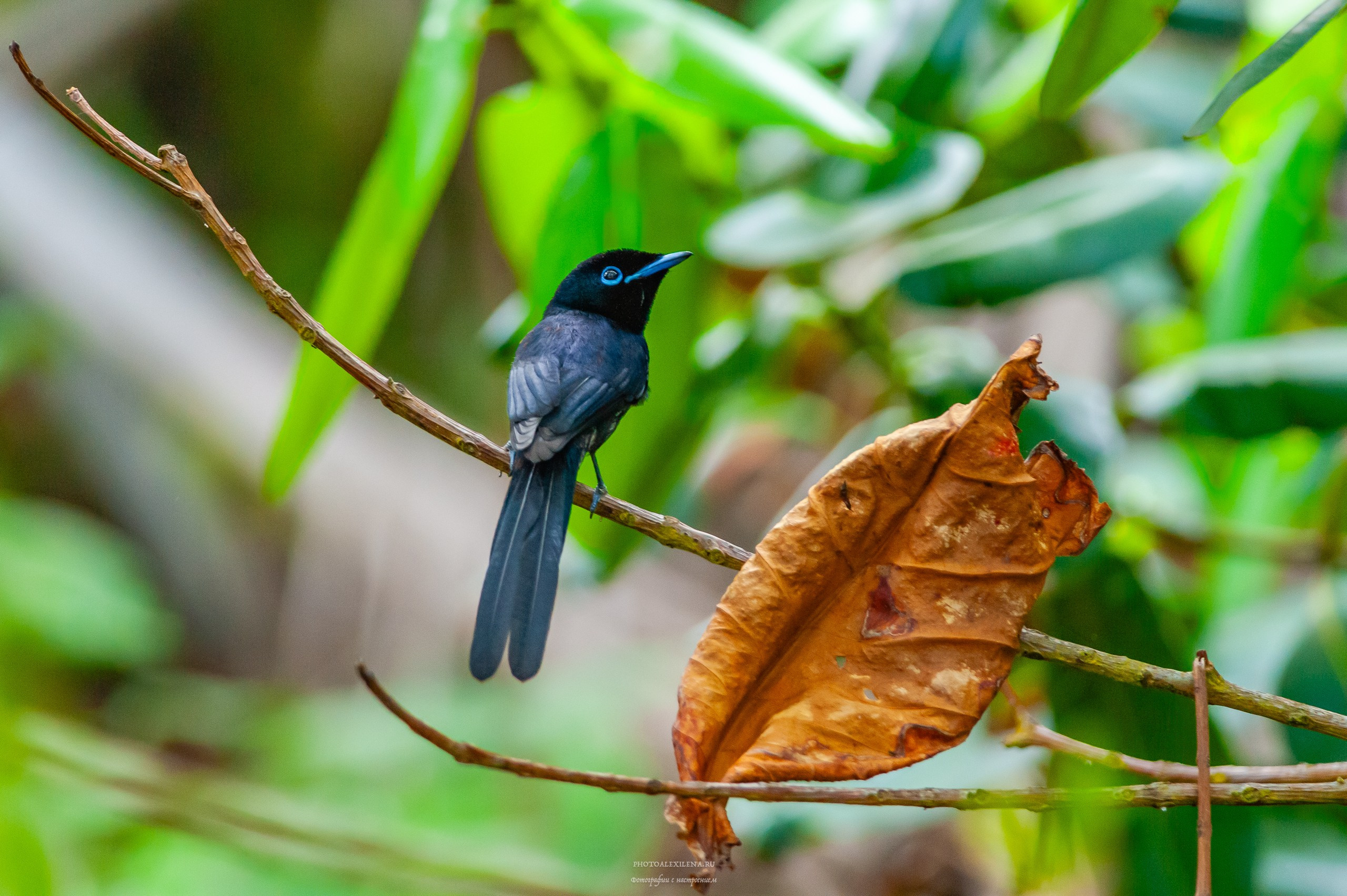 Все оттенки зелёного. Авторские стильные фотокартины