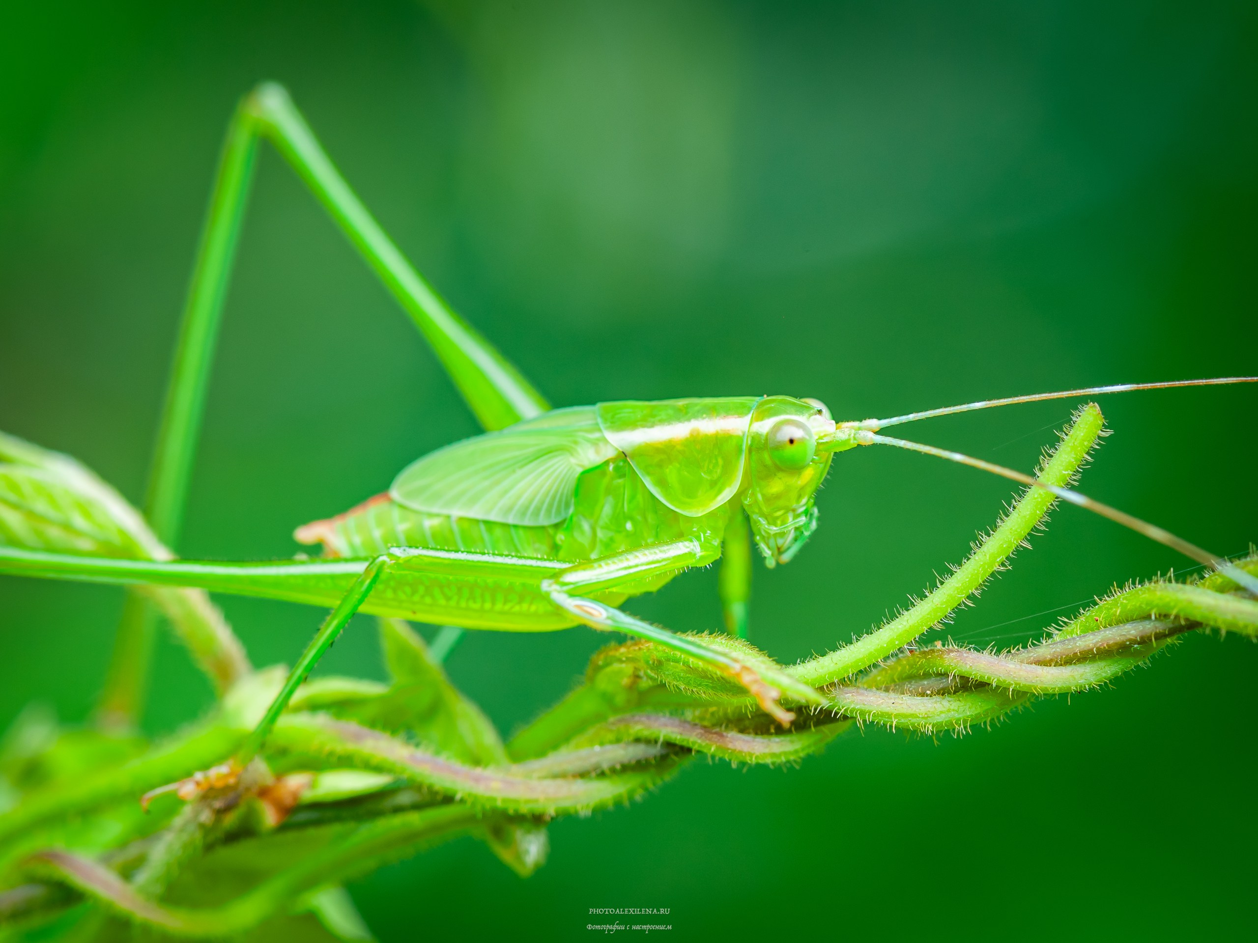 Все оттенки зелёного. Авторские стильные фотокартины