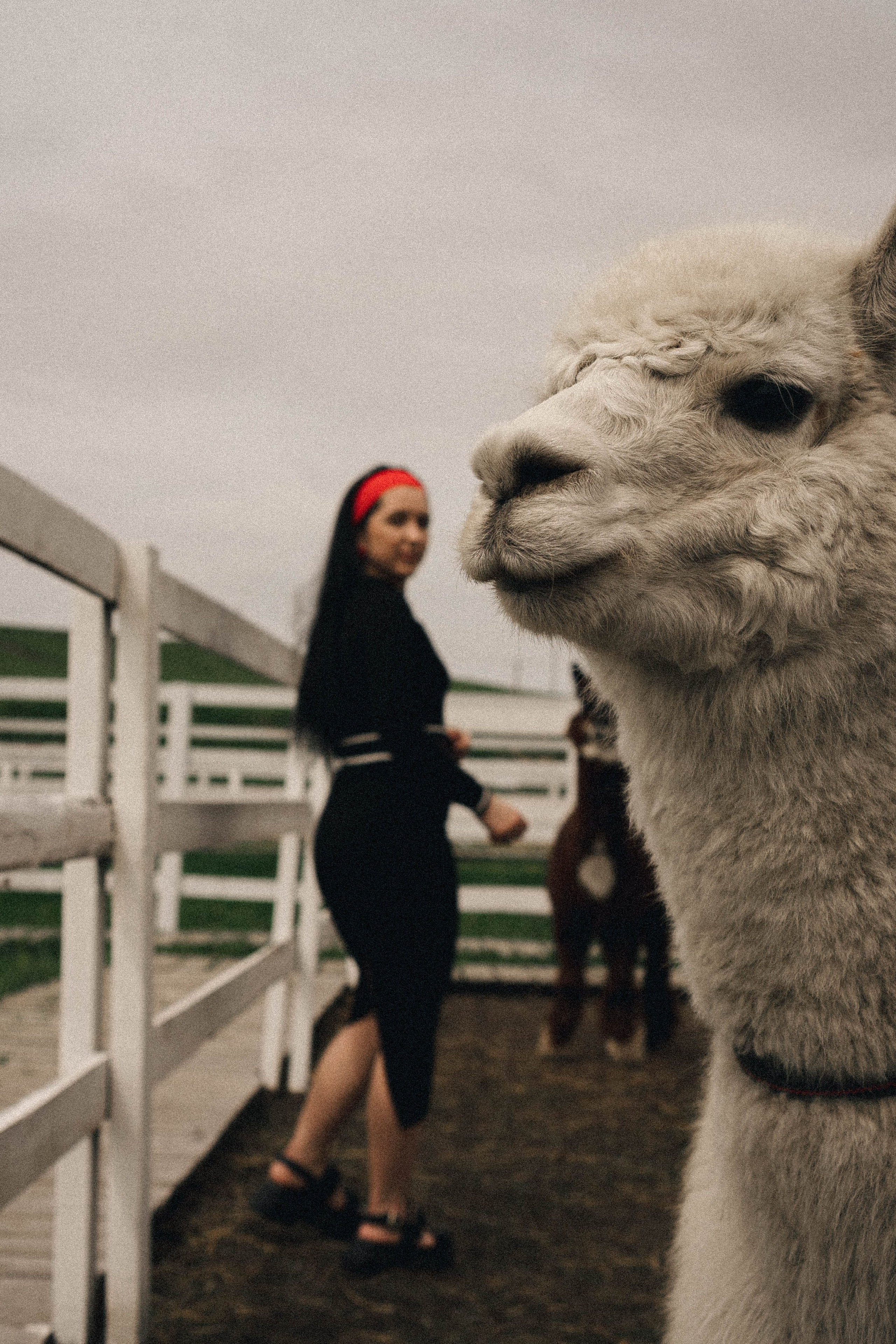 Ферма Альпак. Профессиональный фотограф, Санкт-Петербург — Виктория Богомолова