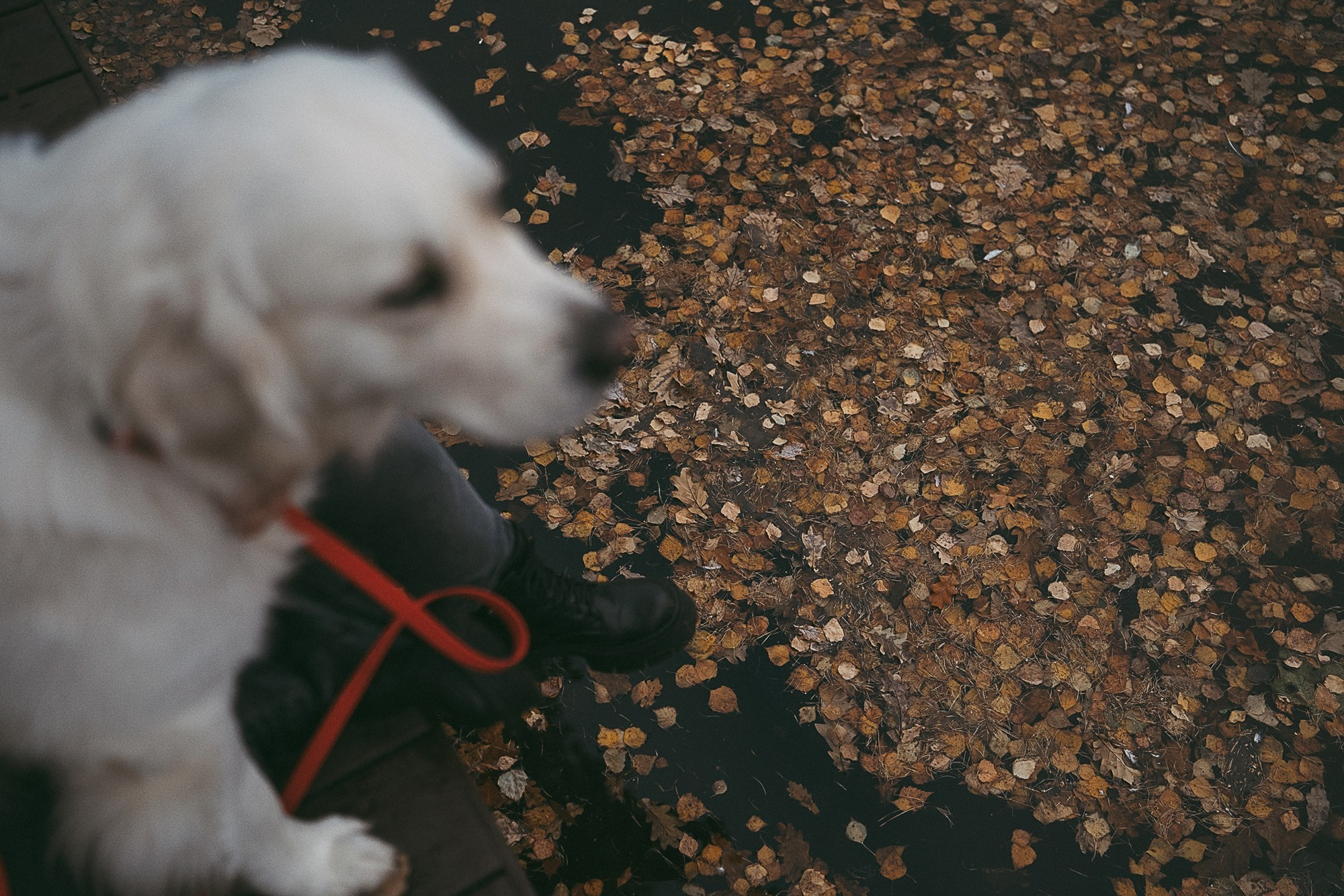 Лена и Мерлин. Фотограф анималист в Москве и Санкт-Петербурге Свиридова Анна