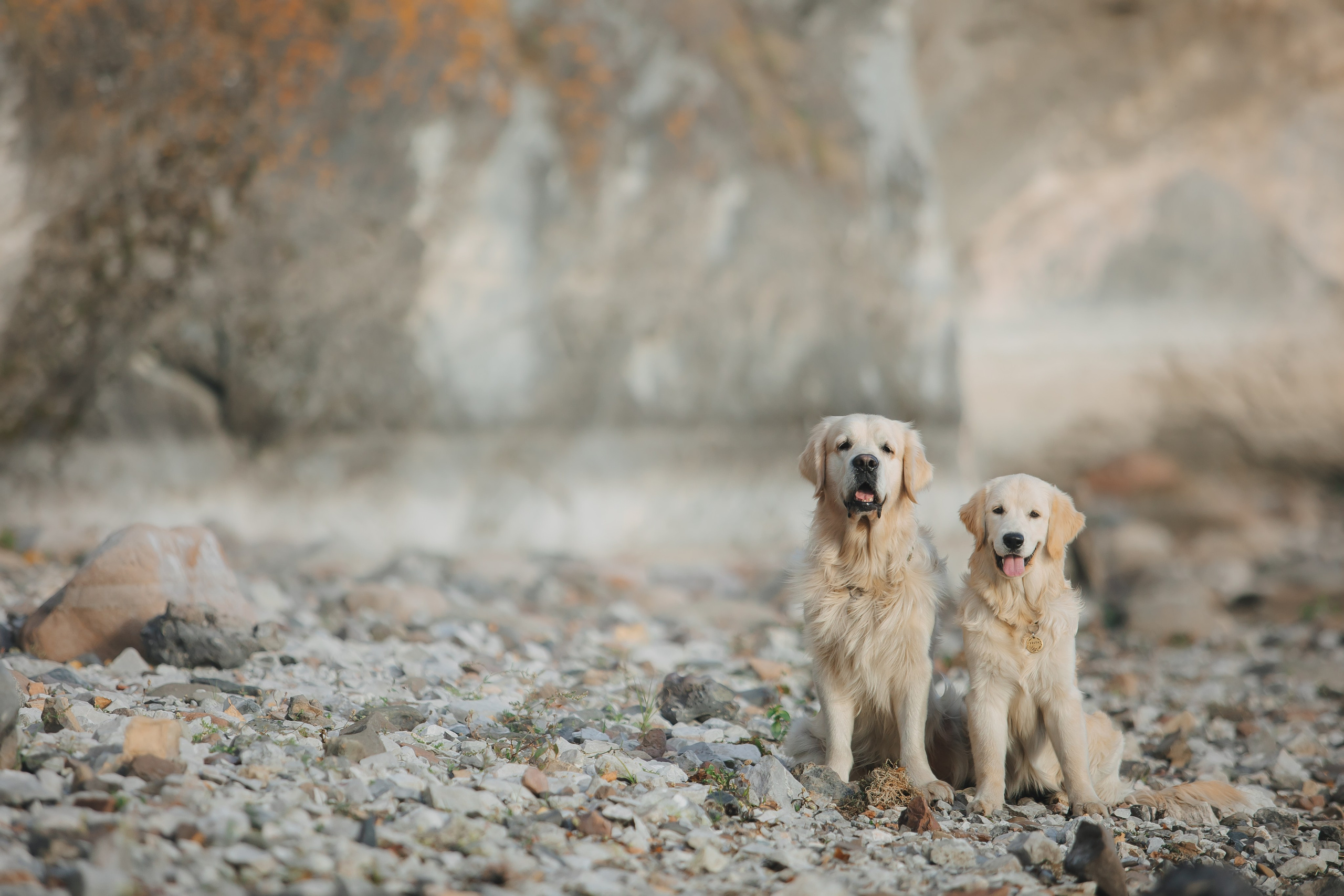 Снежик и Веста. Свадебный и женский фотограф
