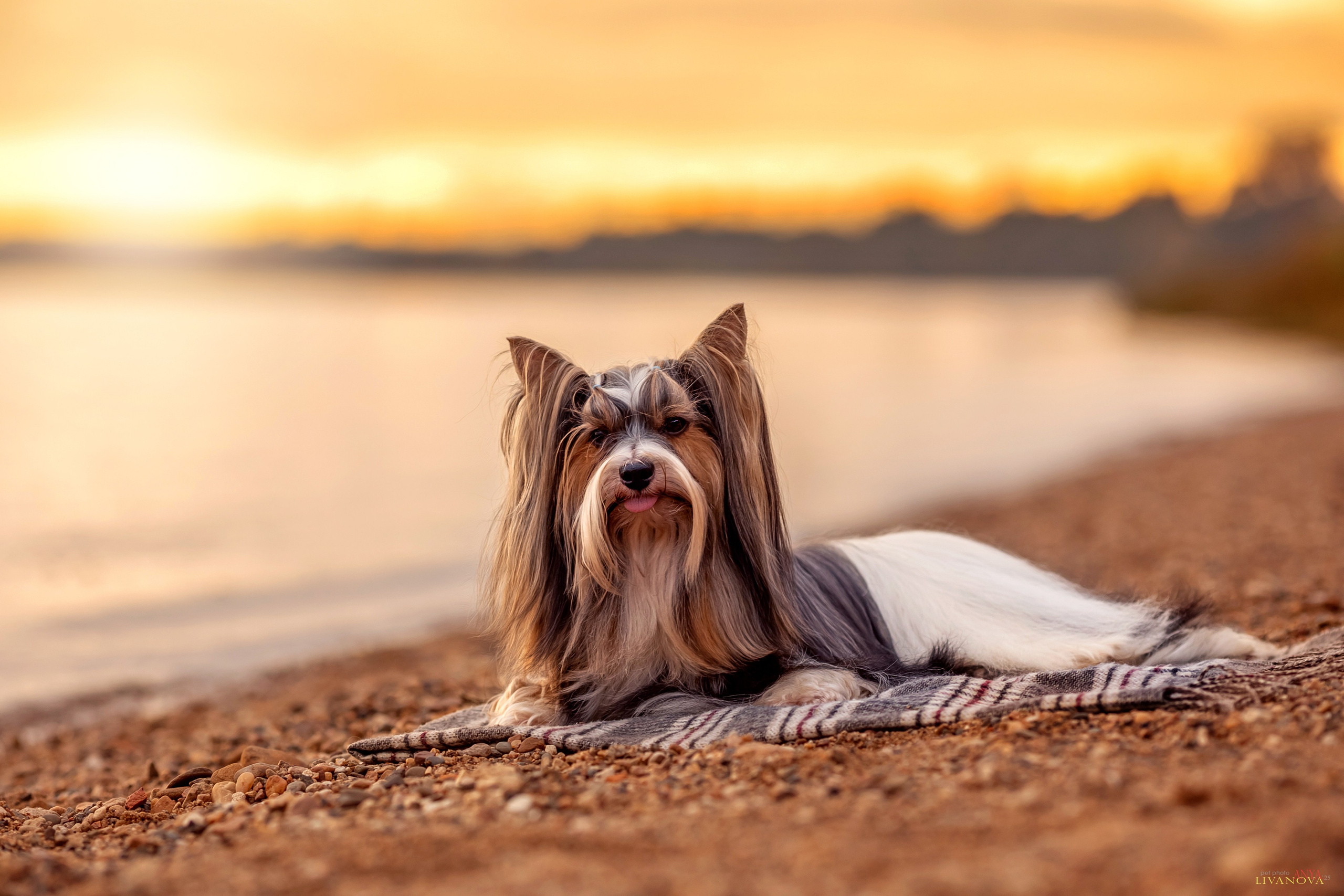 Катя + Астин и Олаф. Фотограф анималист Аня Ливанова | Рыбинск