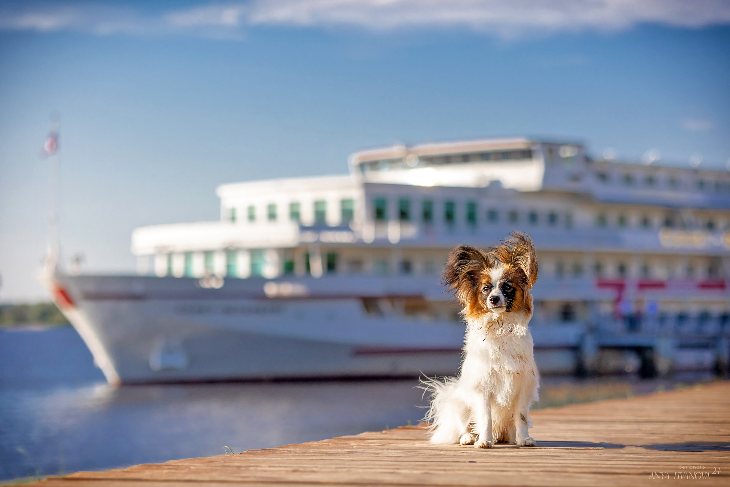 Хьюстон. Фотограф анималист Аня Ливанова | Рыбинск