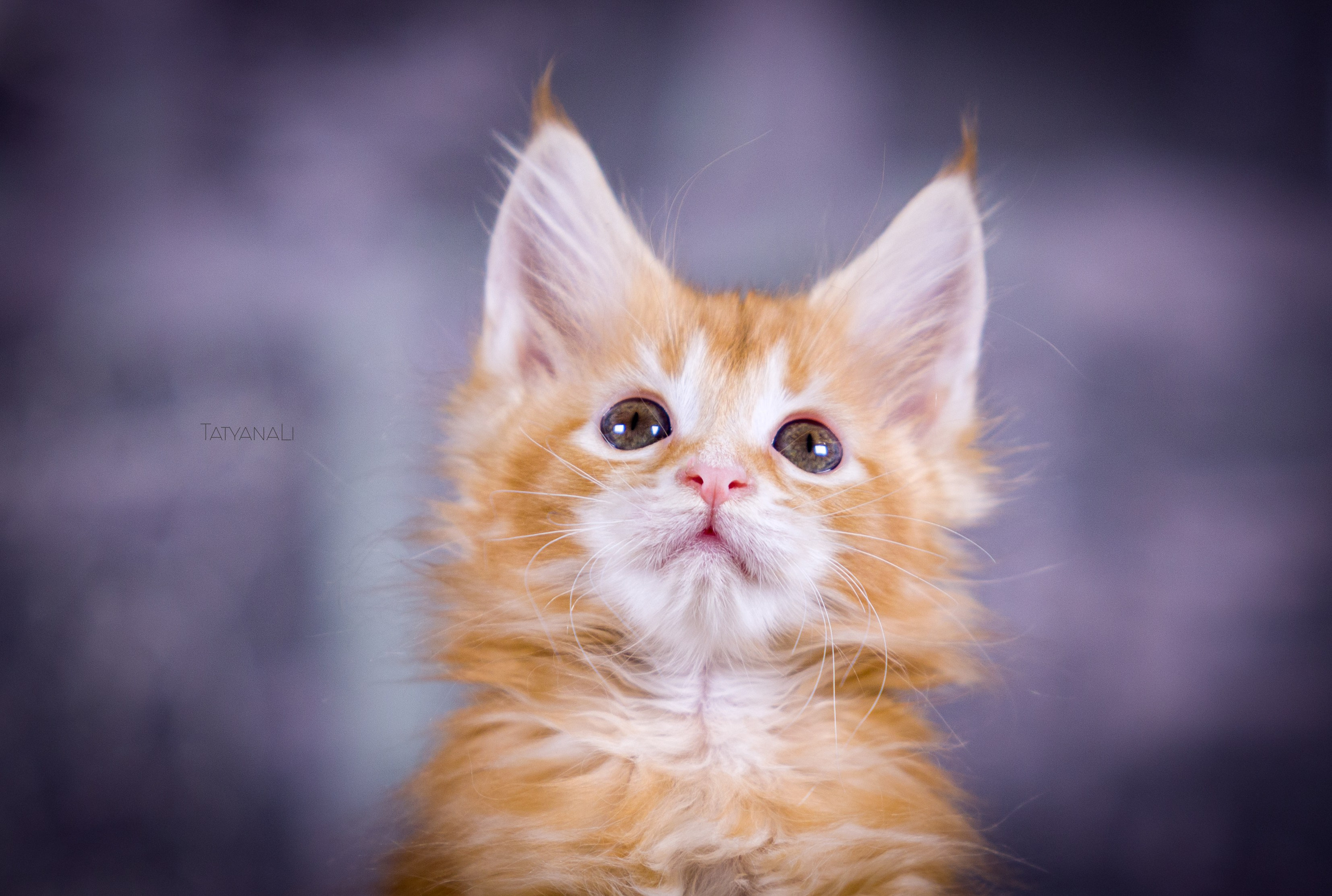 Котята. Фотограф — анималист Татьяна Ли