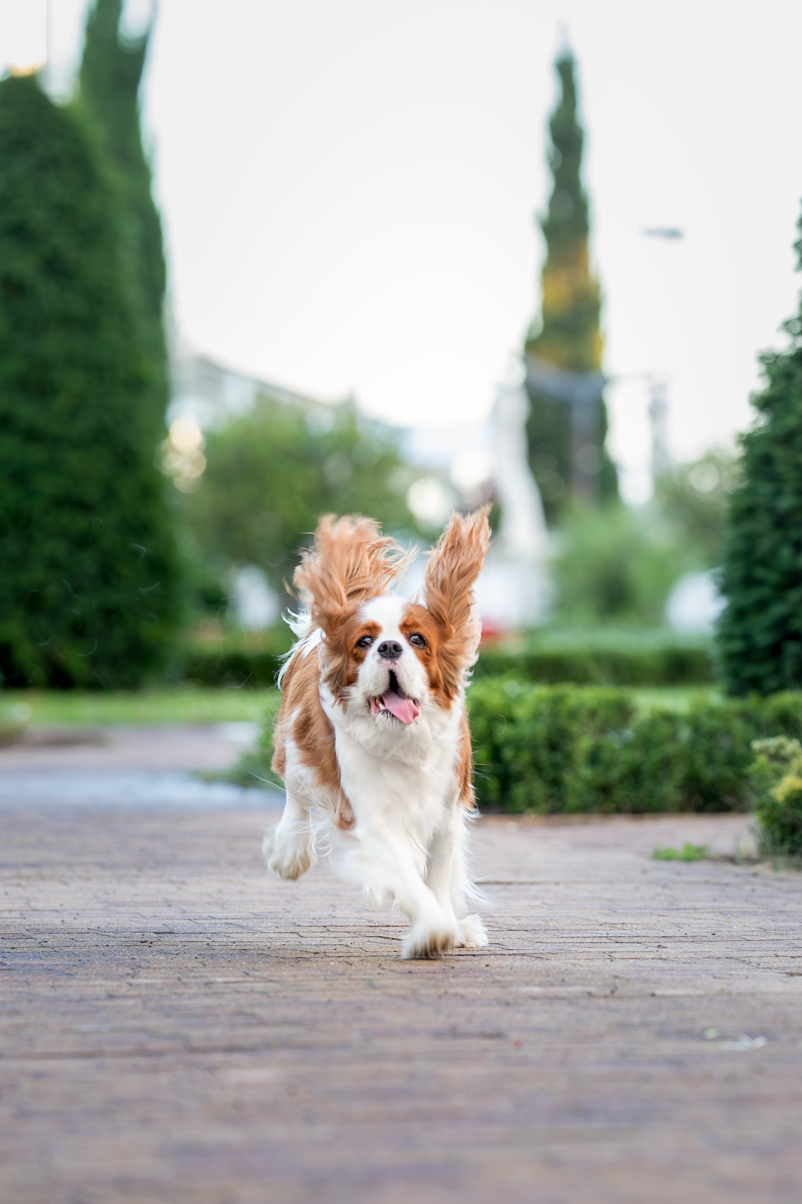 Нюша, Кавалер Кинг Чарльз Спаниель. Ирина Голомб|Фотограф-анималист в  Сочи и Калининграде