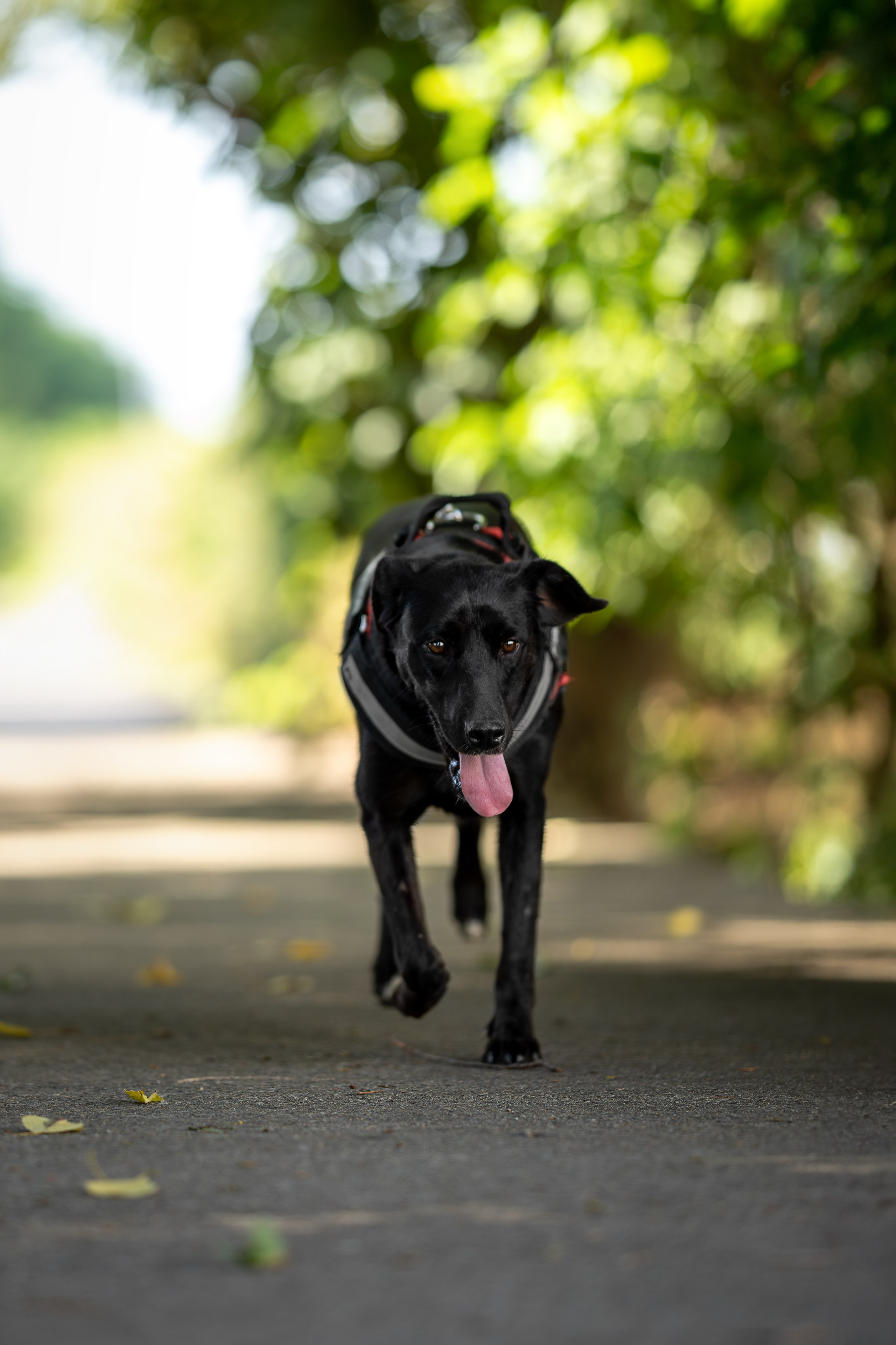 Кураторские питомцы Сириус. Ирина Голомб|Фотограф-анималист в  Сочи и Калининграде