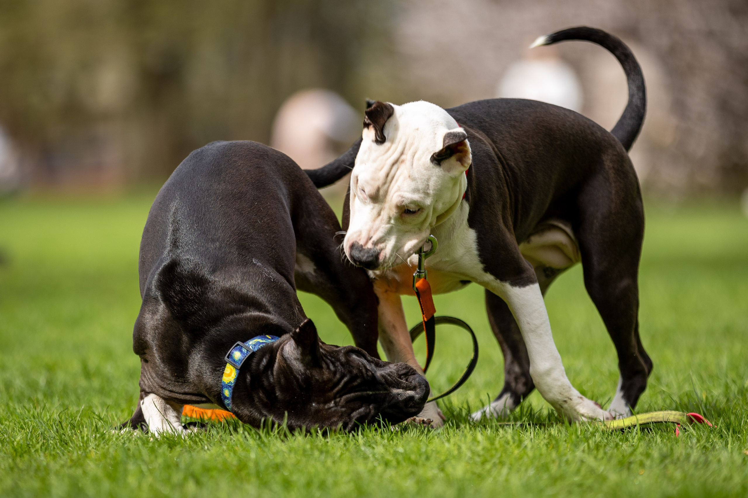 Афина и Мора, Стаффорды. Ирина Голомб|Фотограф-анималист в  Сочи и Калининграде
