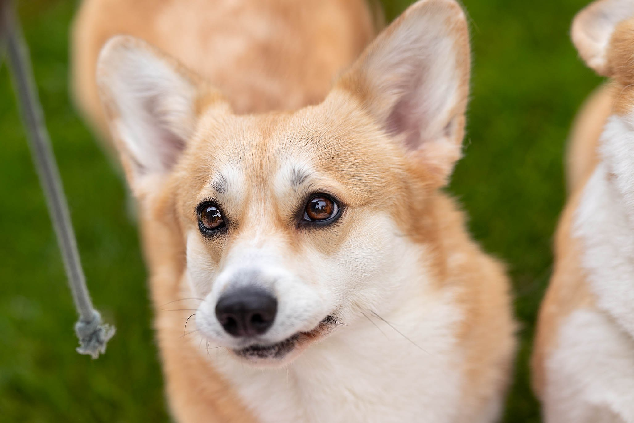 Лиса и Деви, корги. Ирина Голомб|Фотограф-анималист в  Сочи и Калининграде