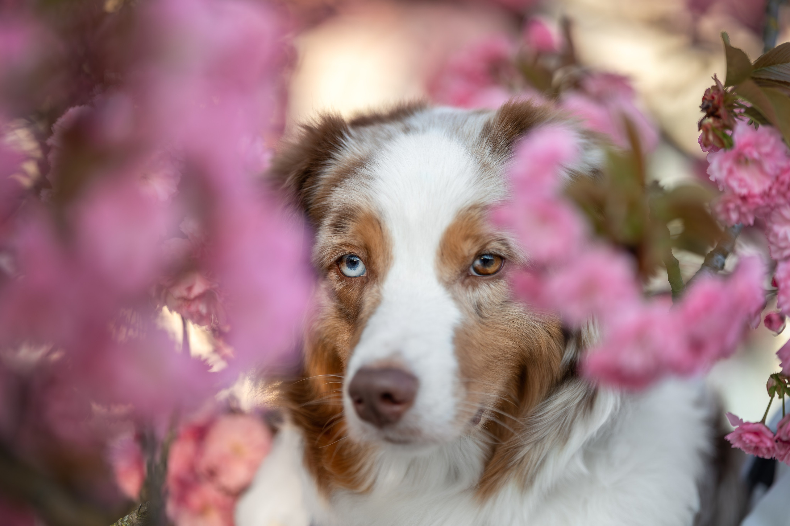Полли, Австралийская Овчарка. Ирина Голомб|Фотограф-анималист в  Сочи и Калининграде