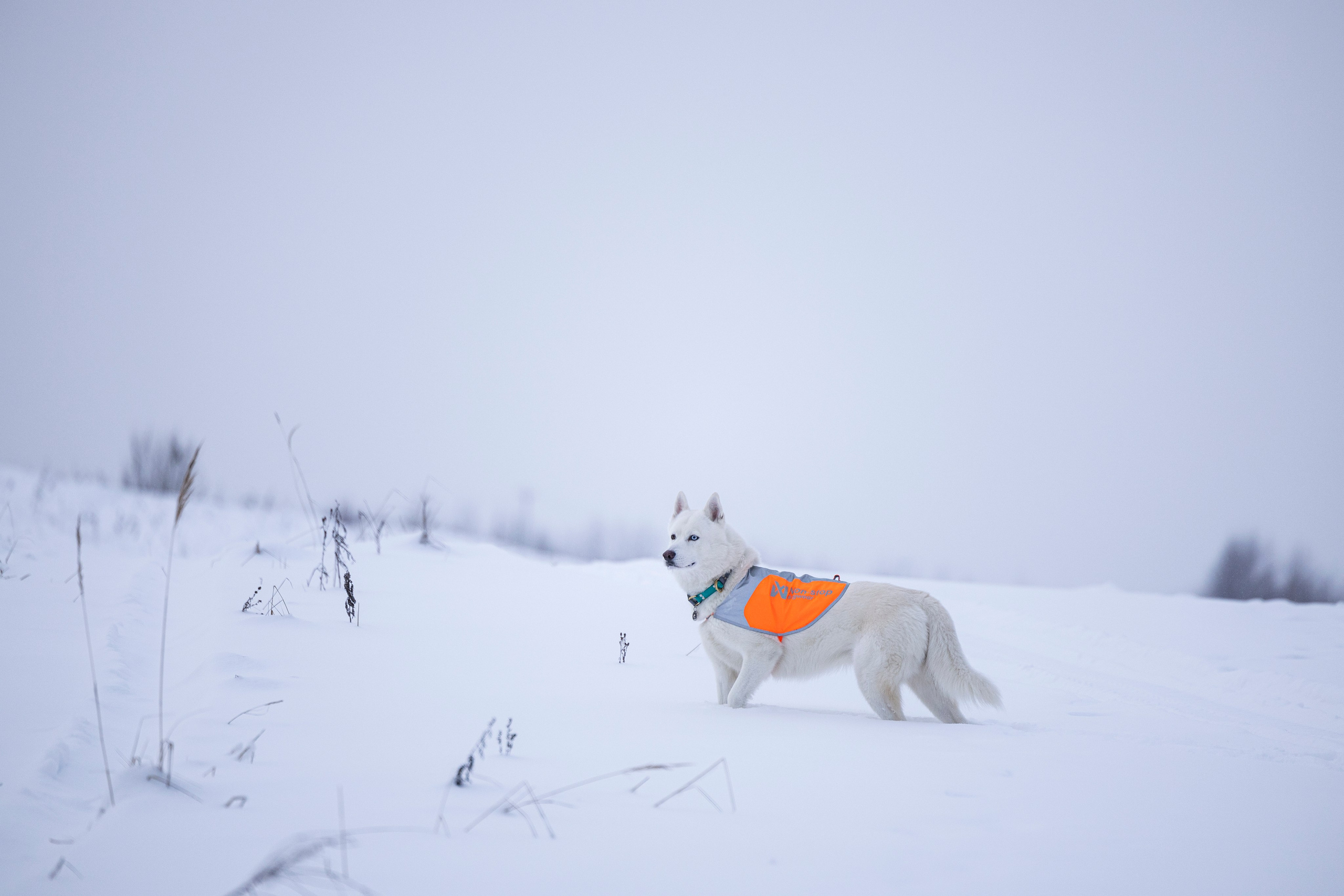 Рики и Гаруда. Фотограф-анималист Анна Маринич