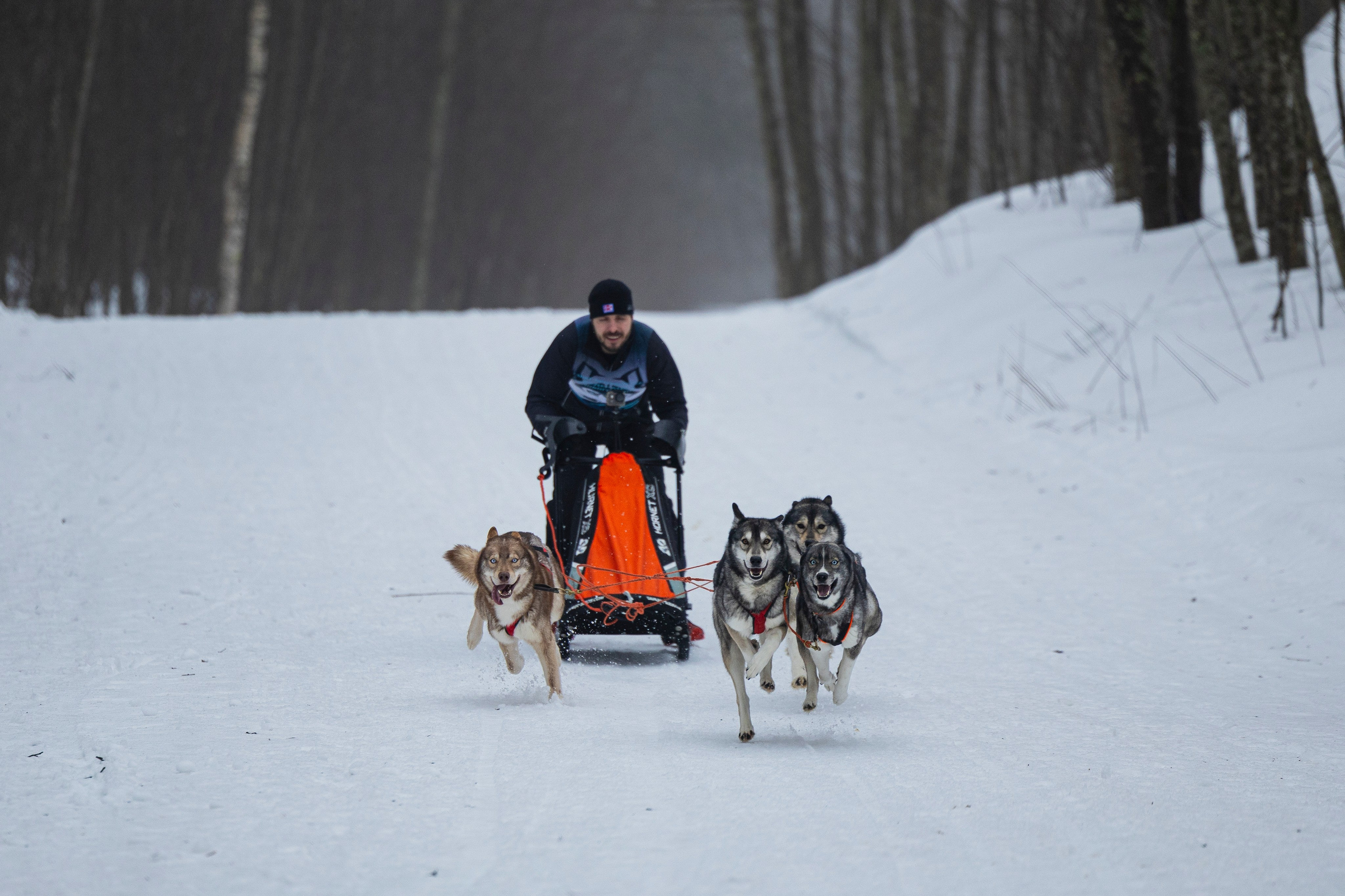 Зимний Чемпионат Санкт-Петербурга по ездовому спорту. Фотограф-анималист Анна Маринич