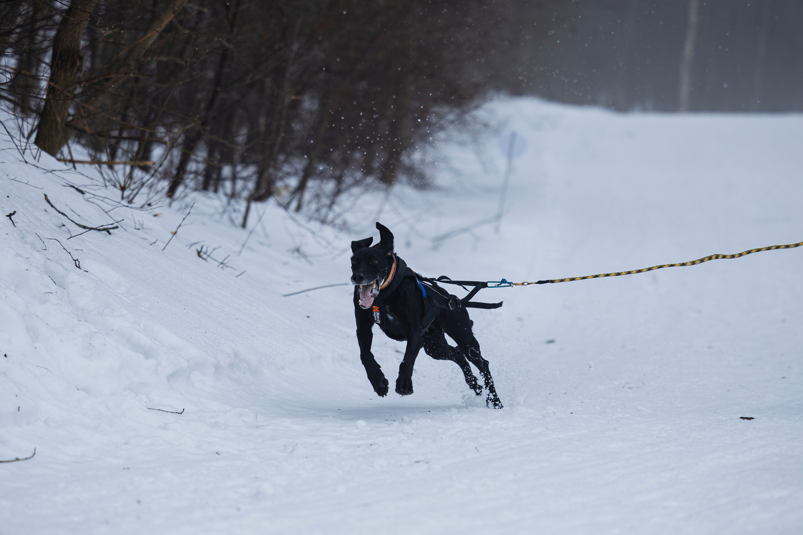 Зимний Чемпионат Санкт-Петербурга по ездовому спорту. Фотограф-анималист Анна Маринич