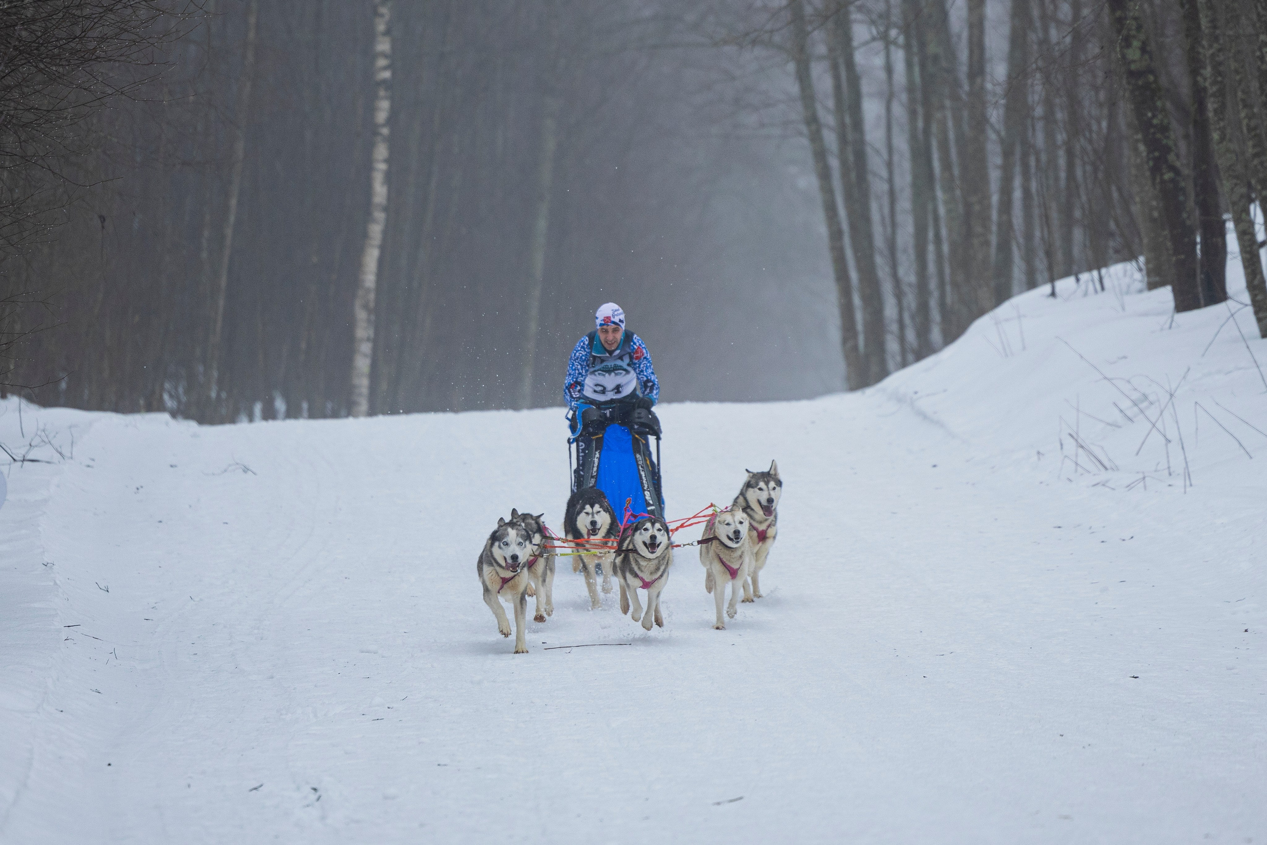 Зимний Чемпионат Санкт-Петербурга по ездовому спорту. Фотограф-анималист Анна Маринич