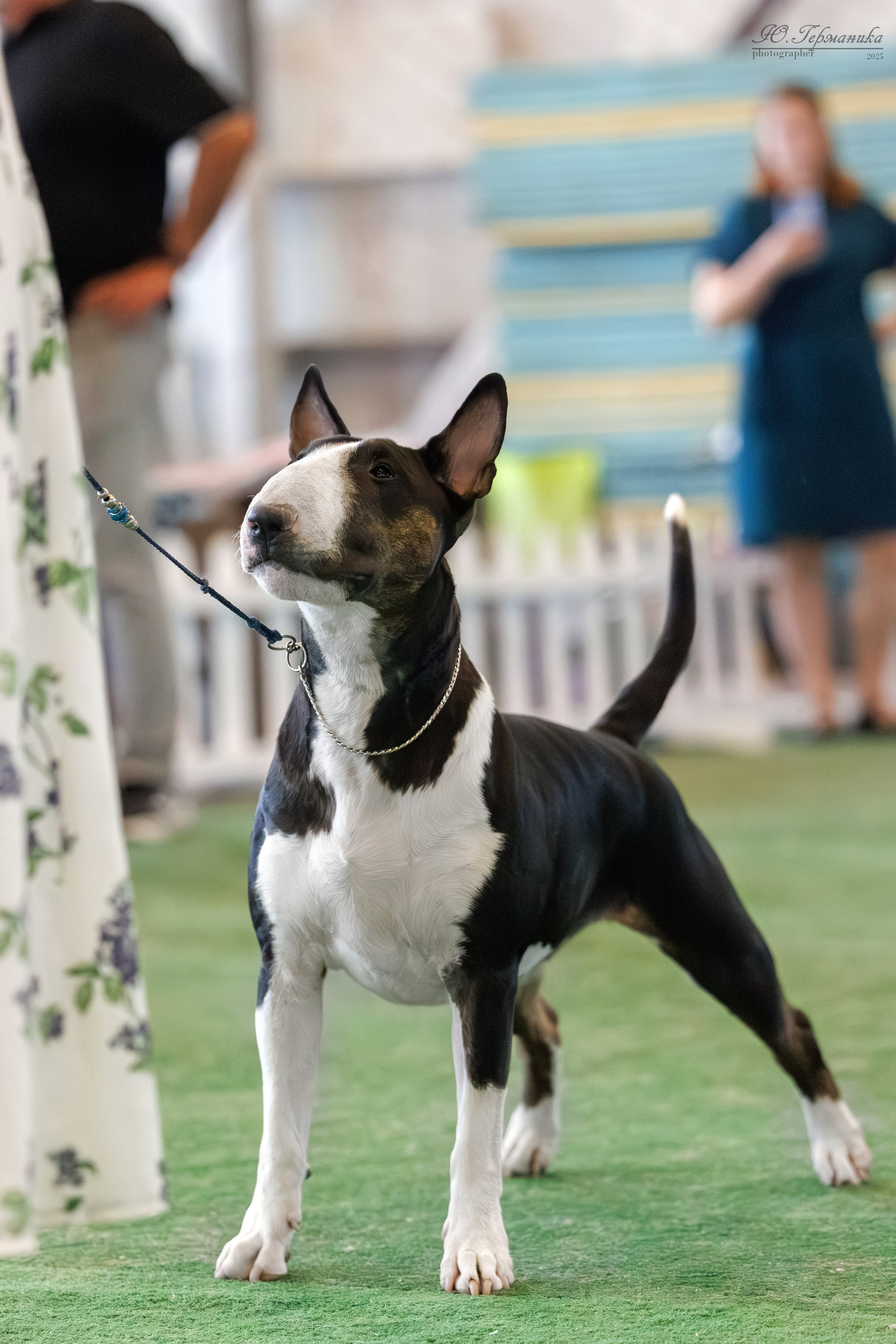 Батуми 3хCACIB 27-29.06.2025. Фотограф-анималист Юлия Германика