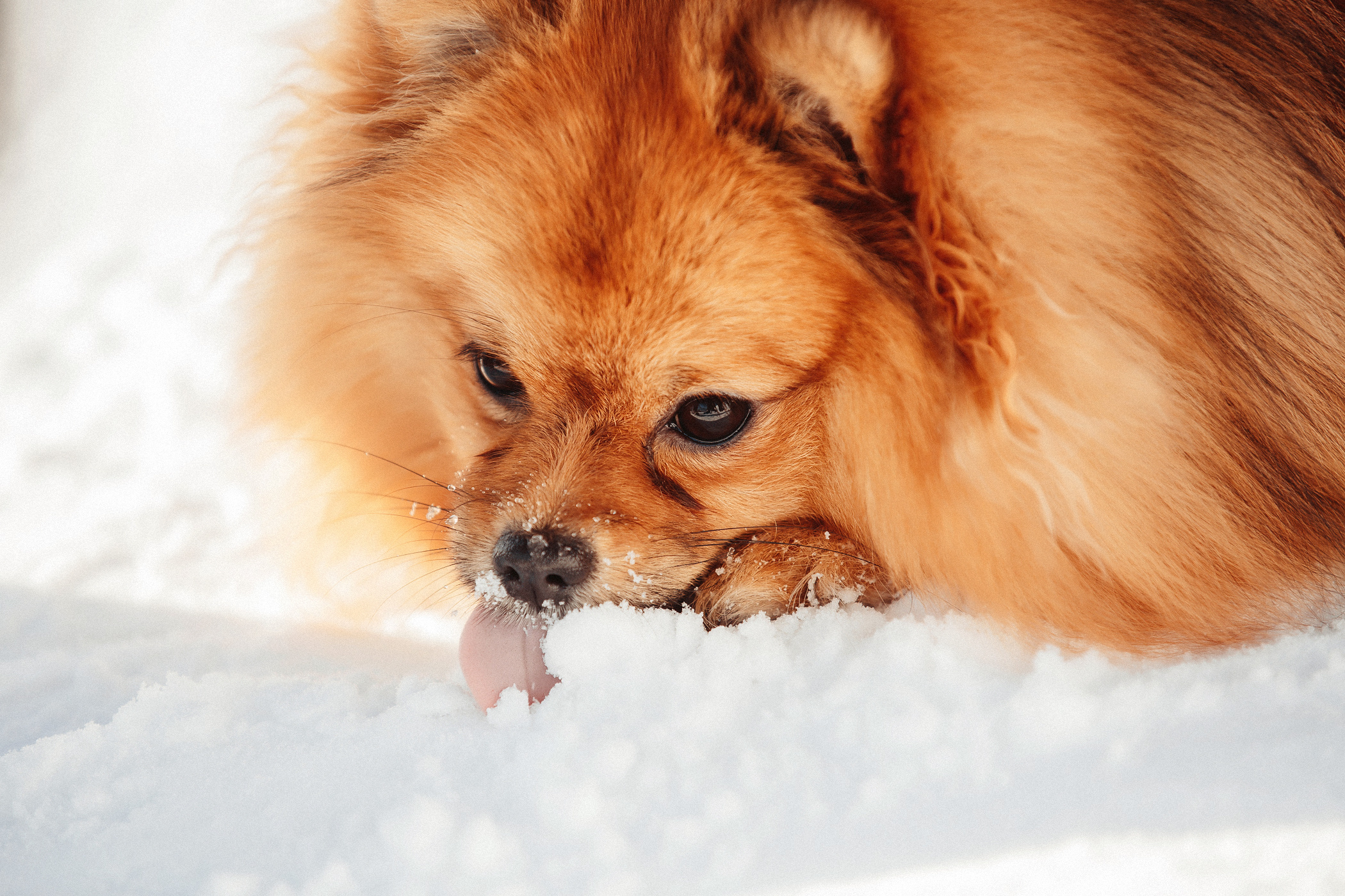 Домбай. Фотограф в Краснодаре Эдуард Канукаев