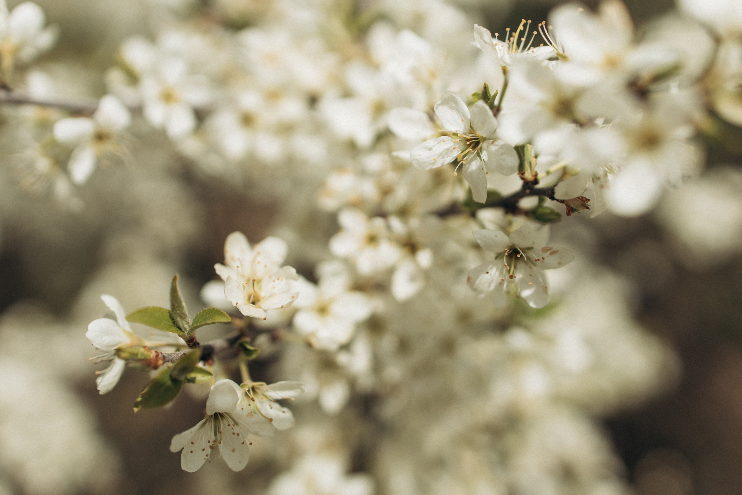 Весна. Фотограф Валерия Ковпак. Москва. Химки. Куркино