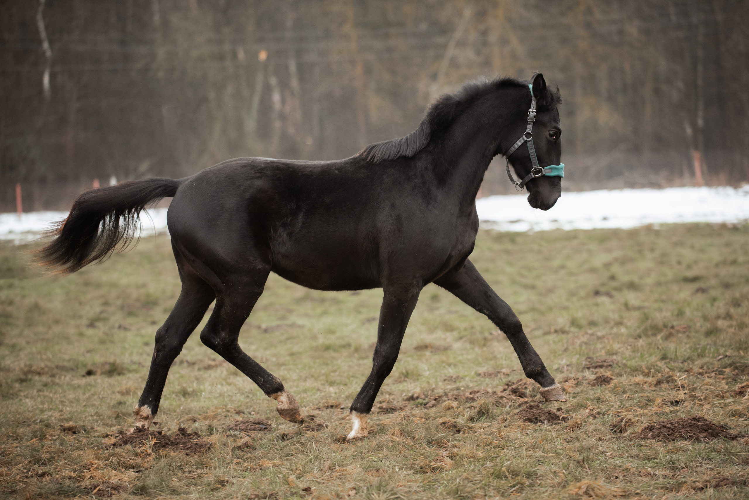 Мелкаши ЮНА. Куракина Дарья • Конный фотограф
