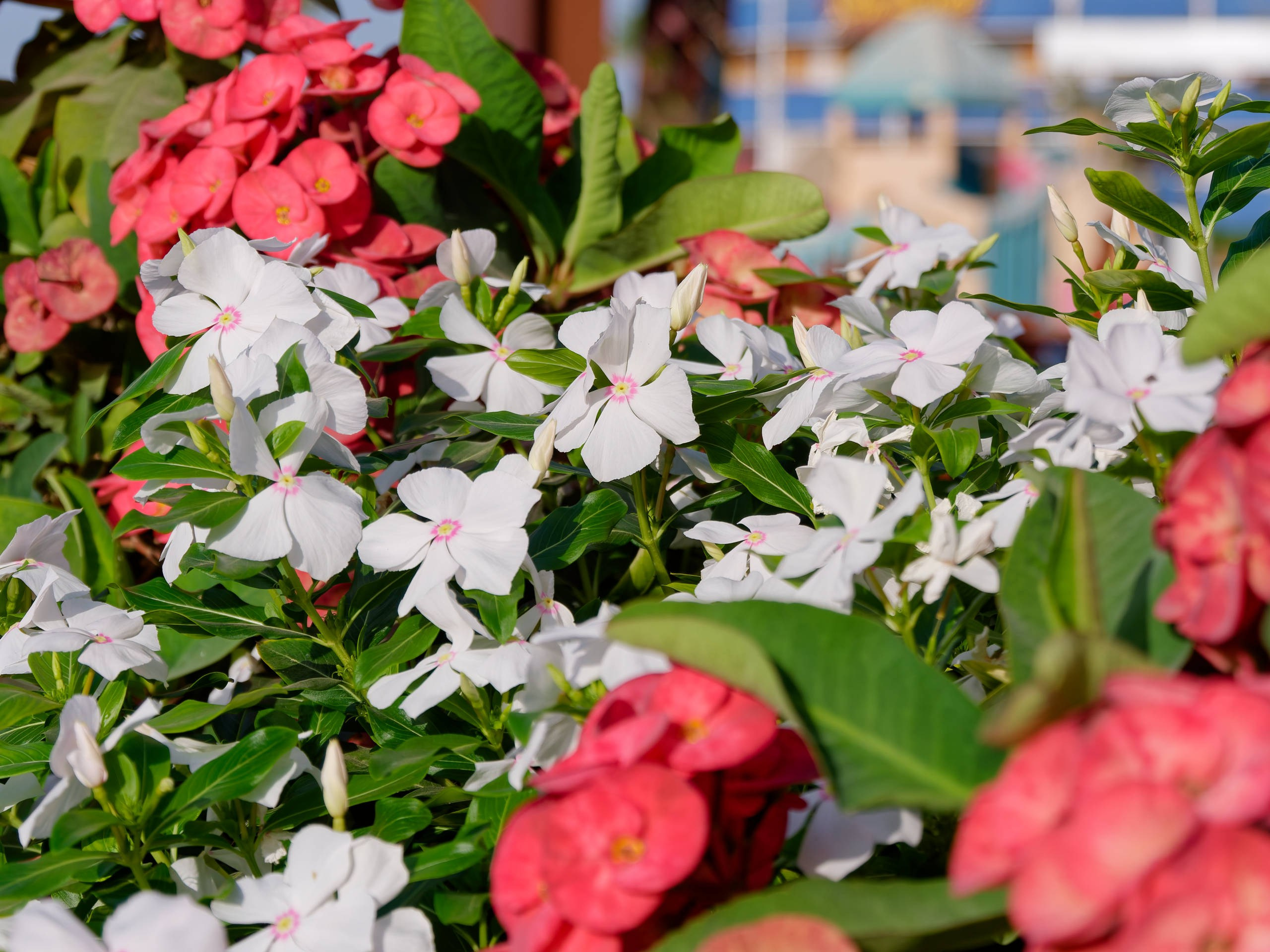 Шарм-эль-Шейх 2022 (2). Избранные фотографии