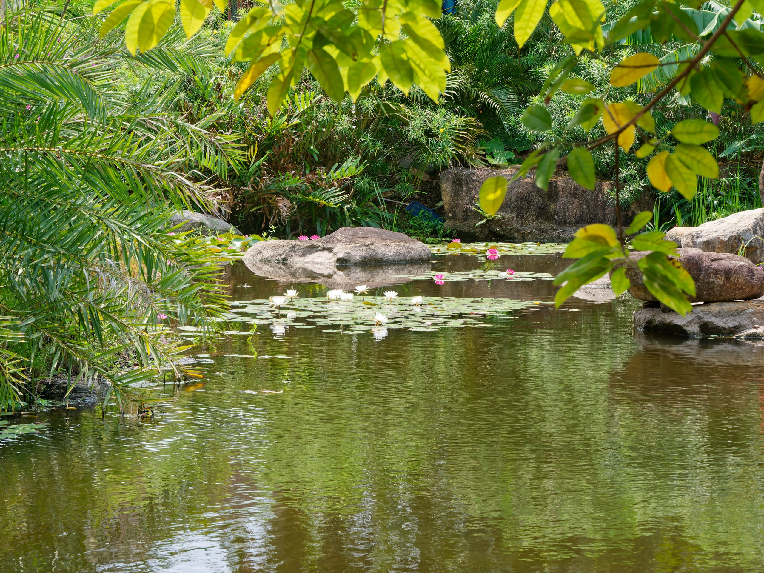 Хайнань 2026, флора, цветы и деревья. Фотопрогулки по Миру