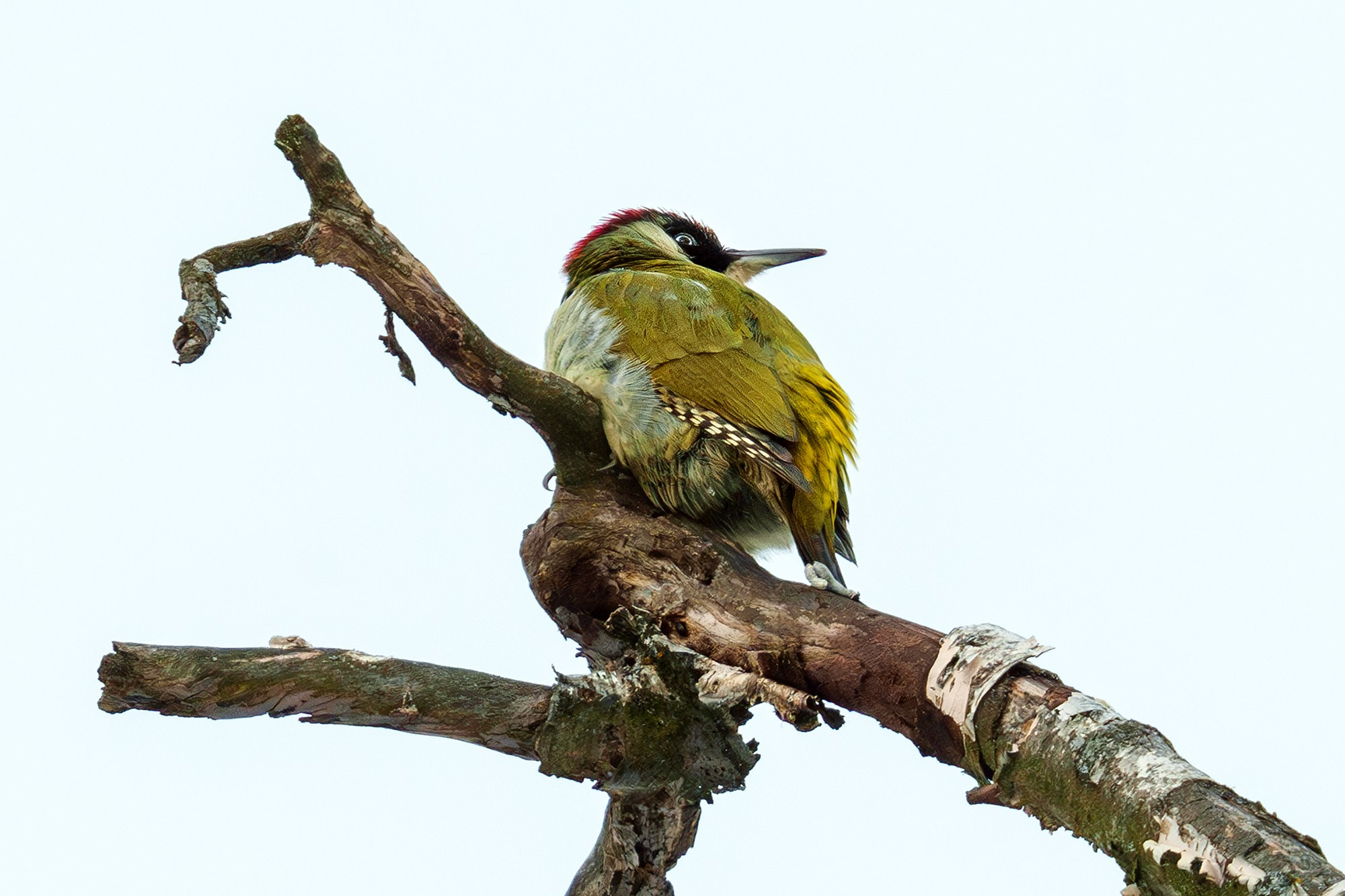 Удивительные мир птиц. Вокруг нас столько прекрасного — присмотритесь!. Ваш личный фотограф Марина Волкова