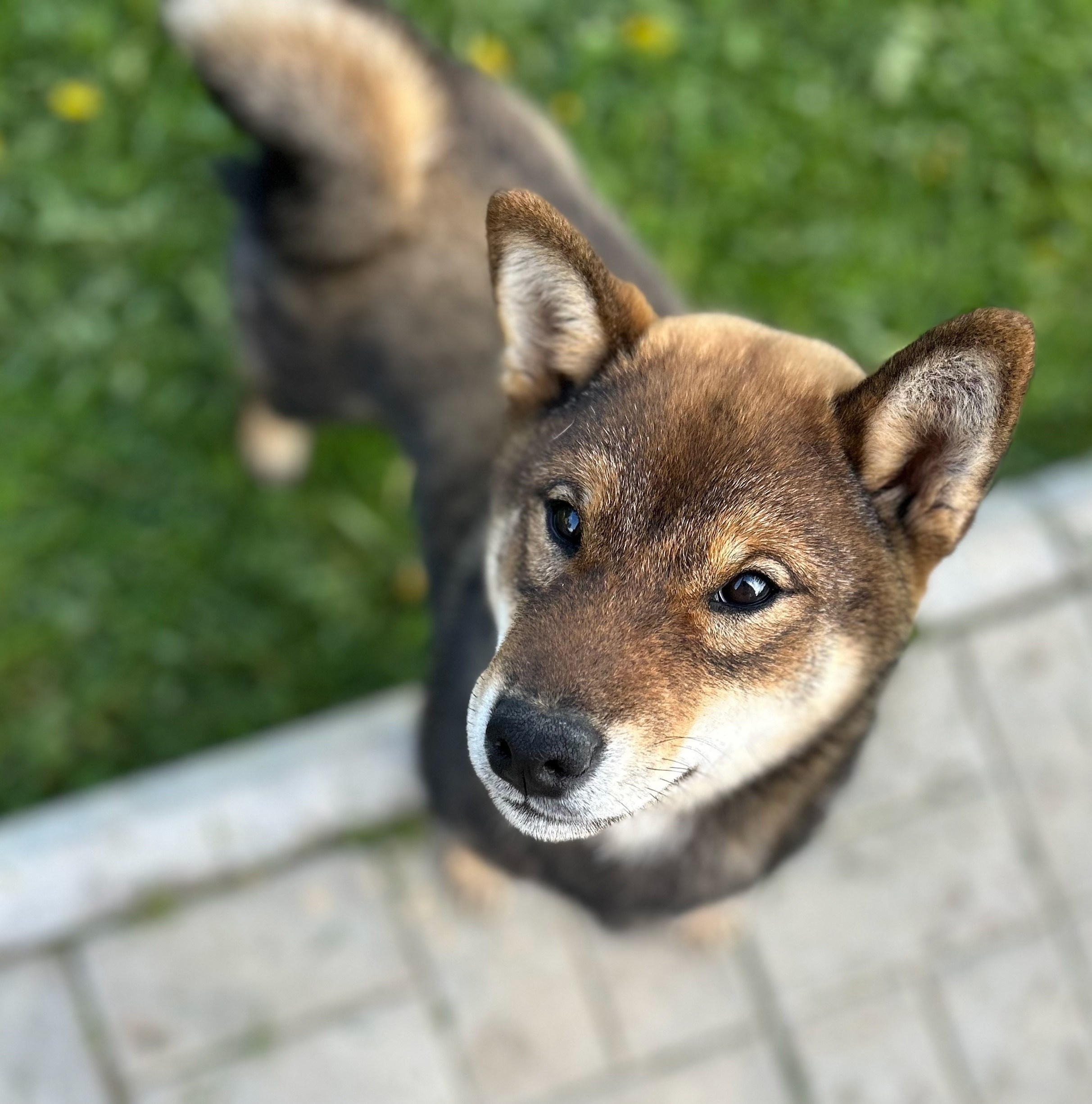 Шаман (сезам) * Шу_ Шаолинь Цукан. AMERICAN AKITA RUBYLIGHT KENNEL I SHIBA-INU