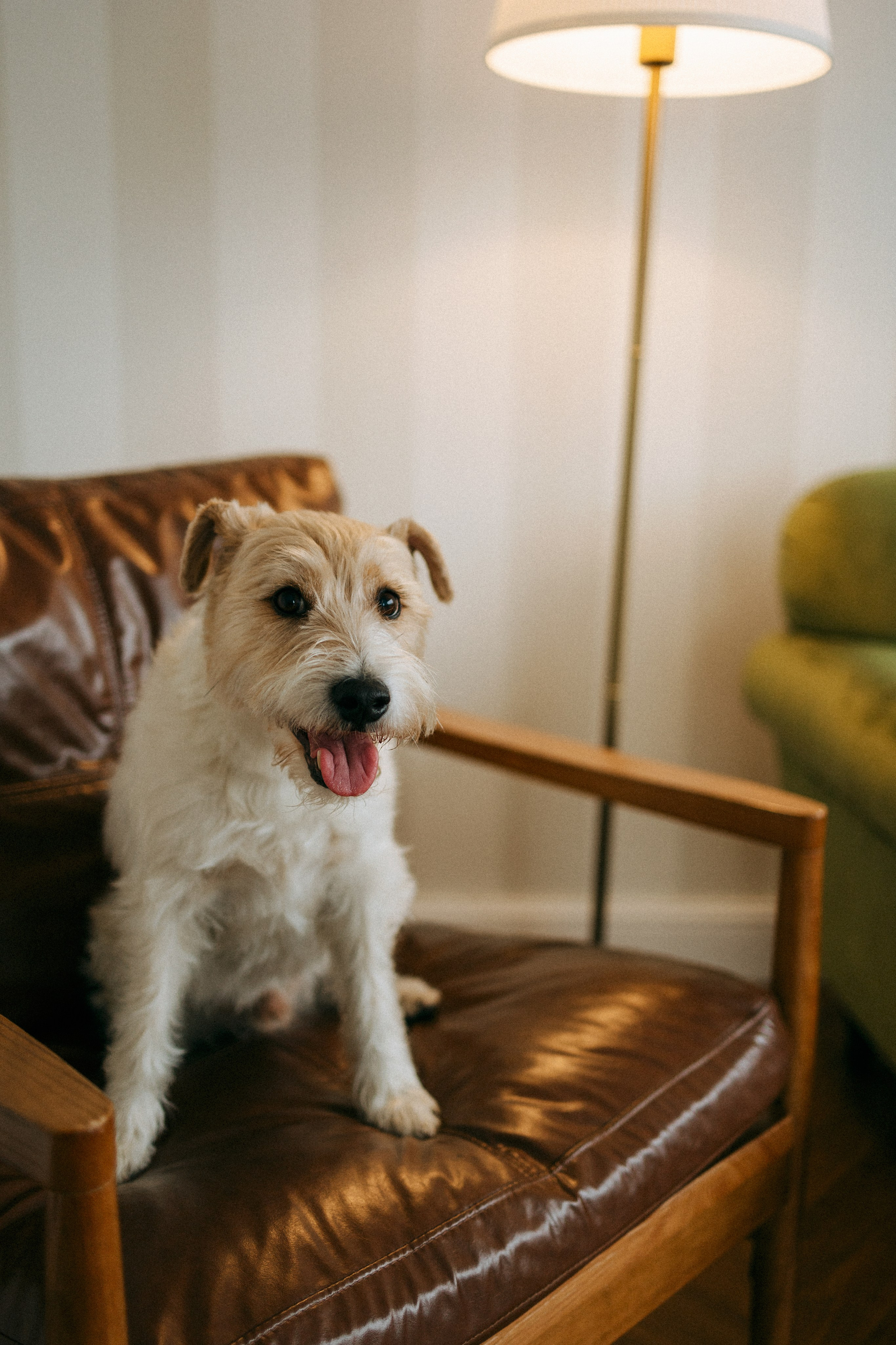 Цунами, Теон и Женя. Фотограф анималист Анастасия Пикей