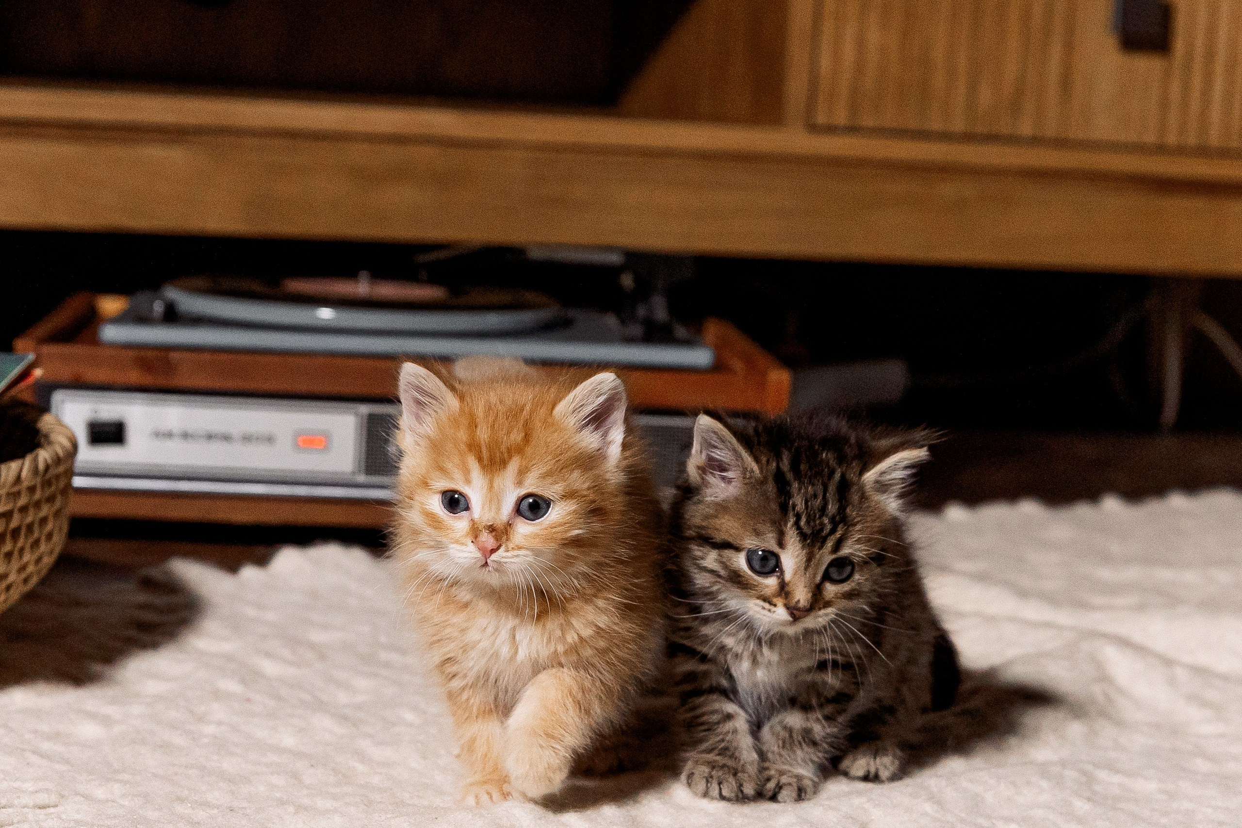 Эдуард и Дарья с сыновьями. Свадебный и семейный фотограф в Челябинске Юлия Ишимова