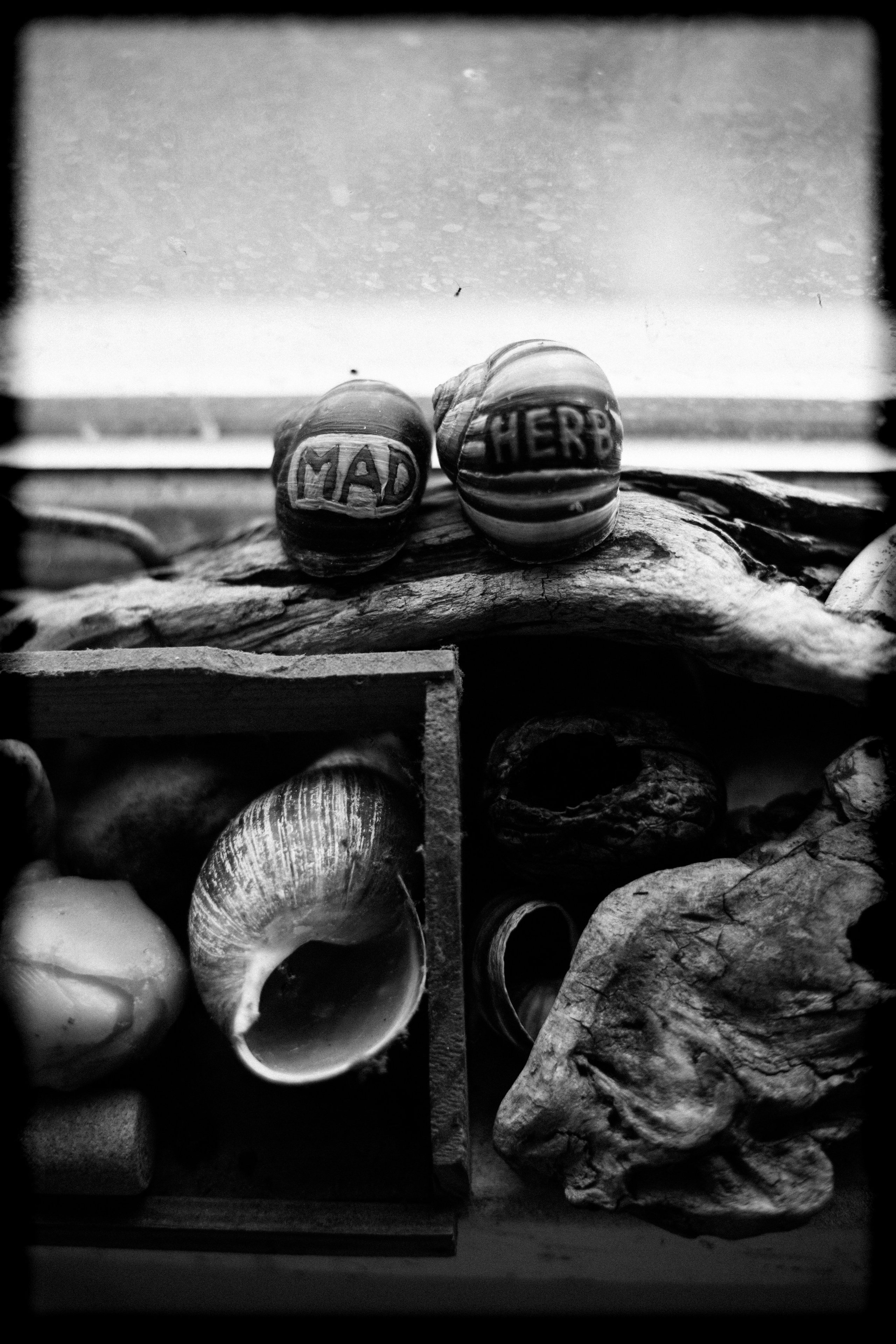 (YarOman) Жизнь в лесу. Фотография, как она есть