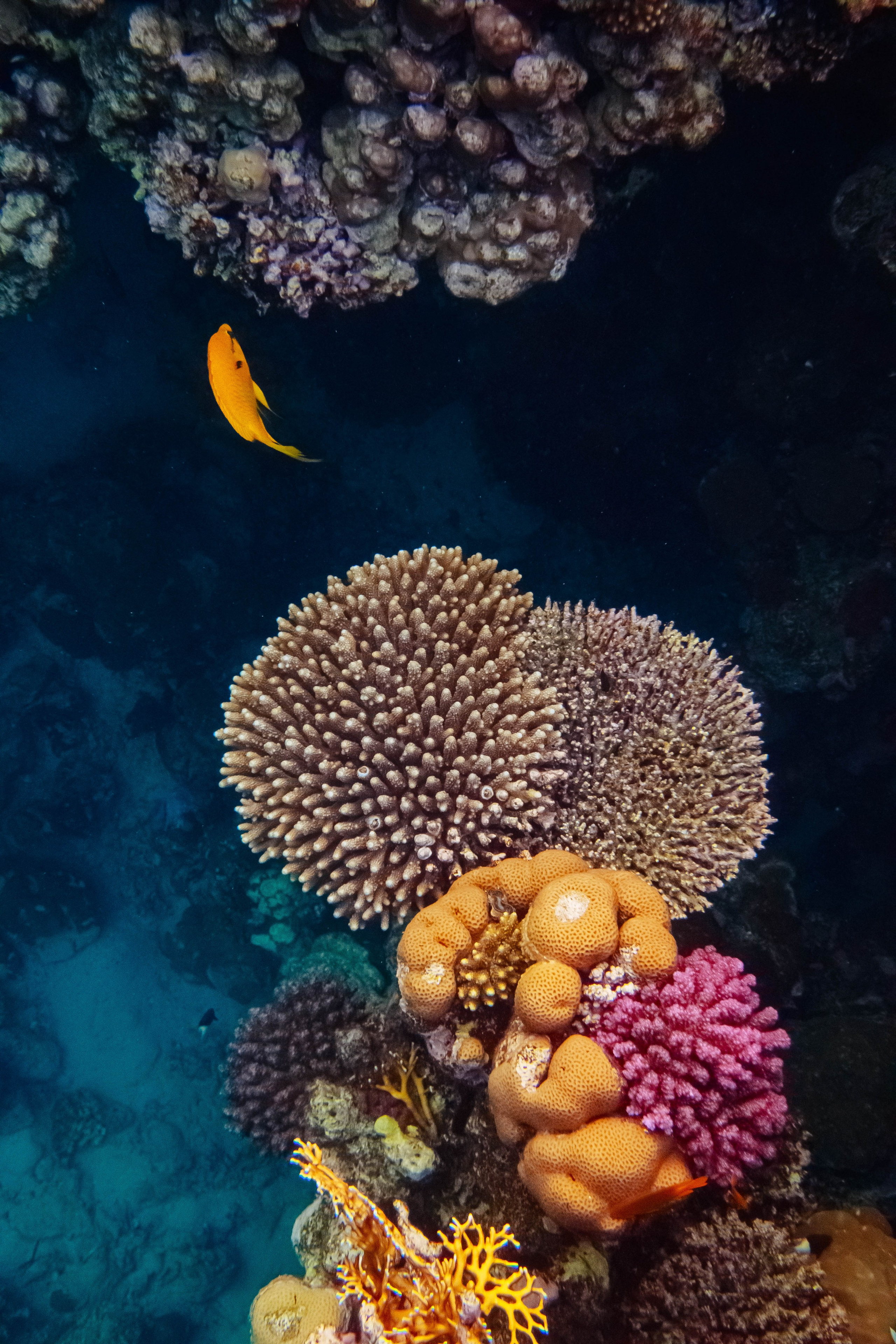 Fish. Фотограф Светлана Голицына