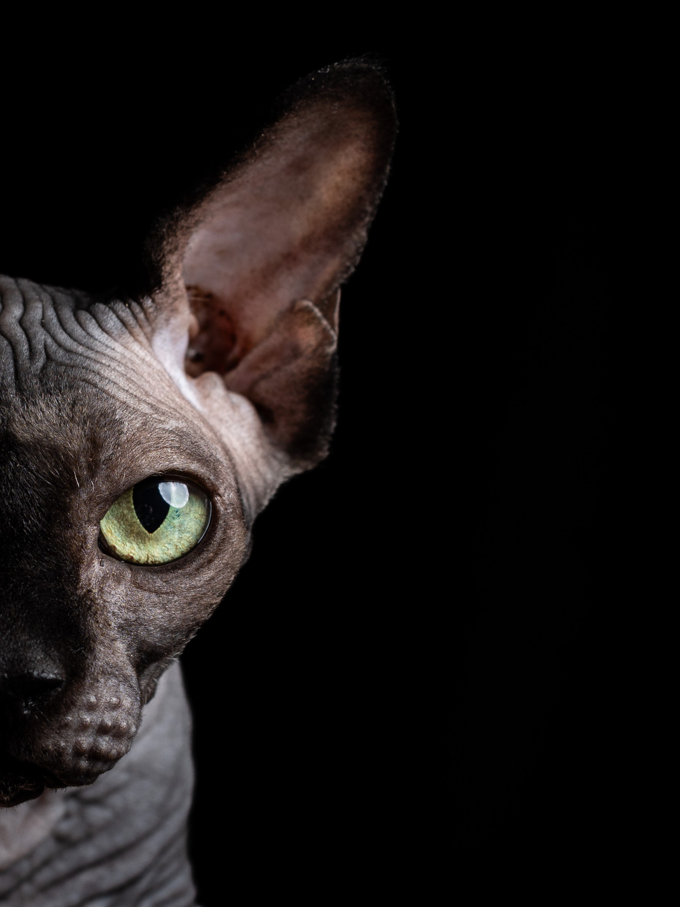 Животные. Alexandrovna photography
