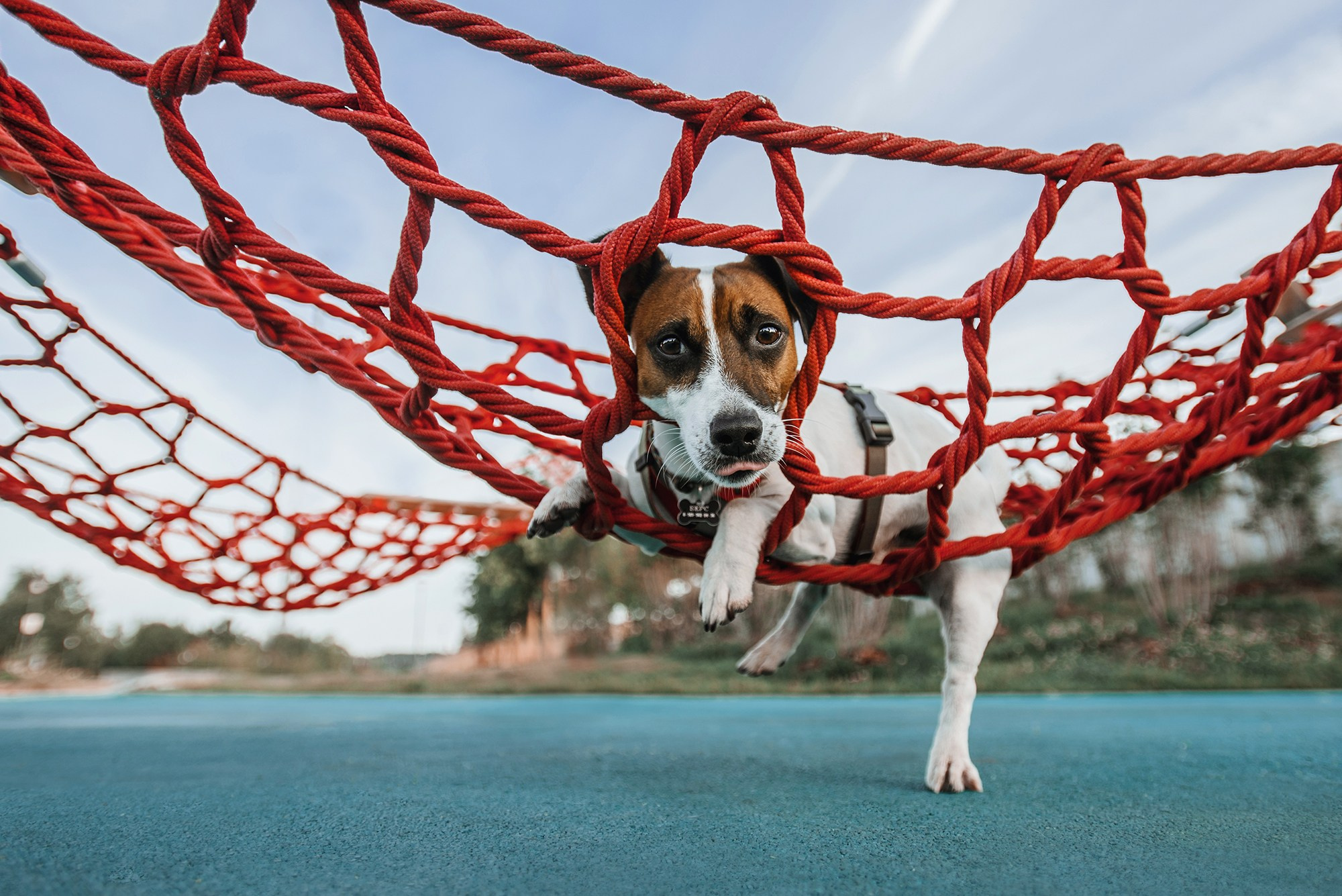 Питомец в кадре. Фотограф Анна Тюрина