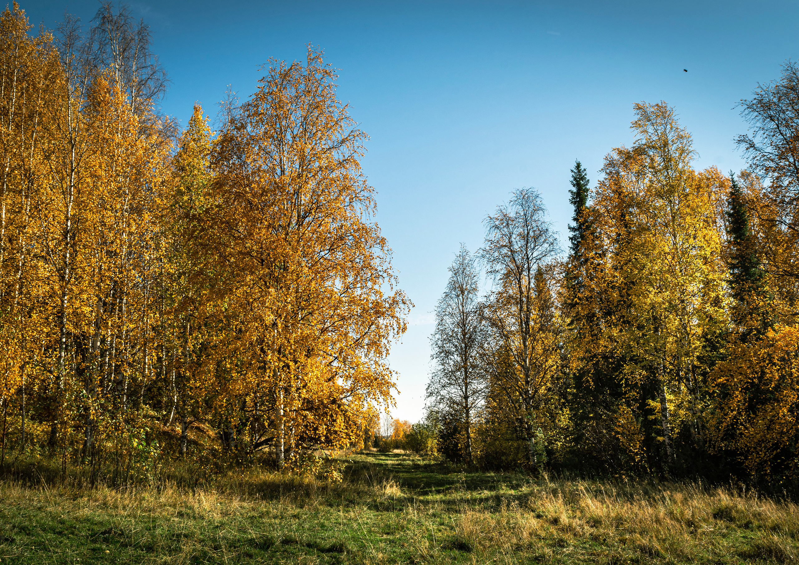 Осень. Фотограф в с. Ижма Республика Коми Терентьев Сергей
