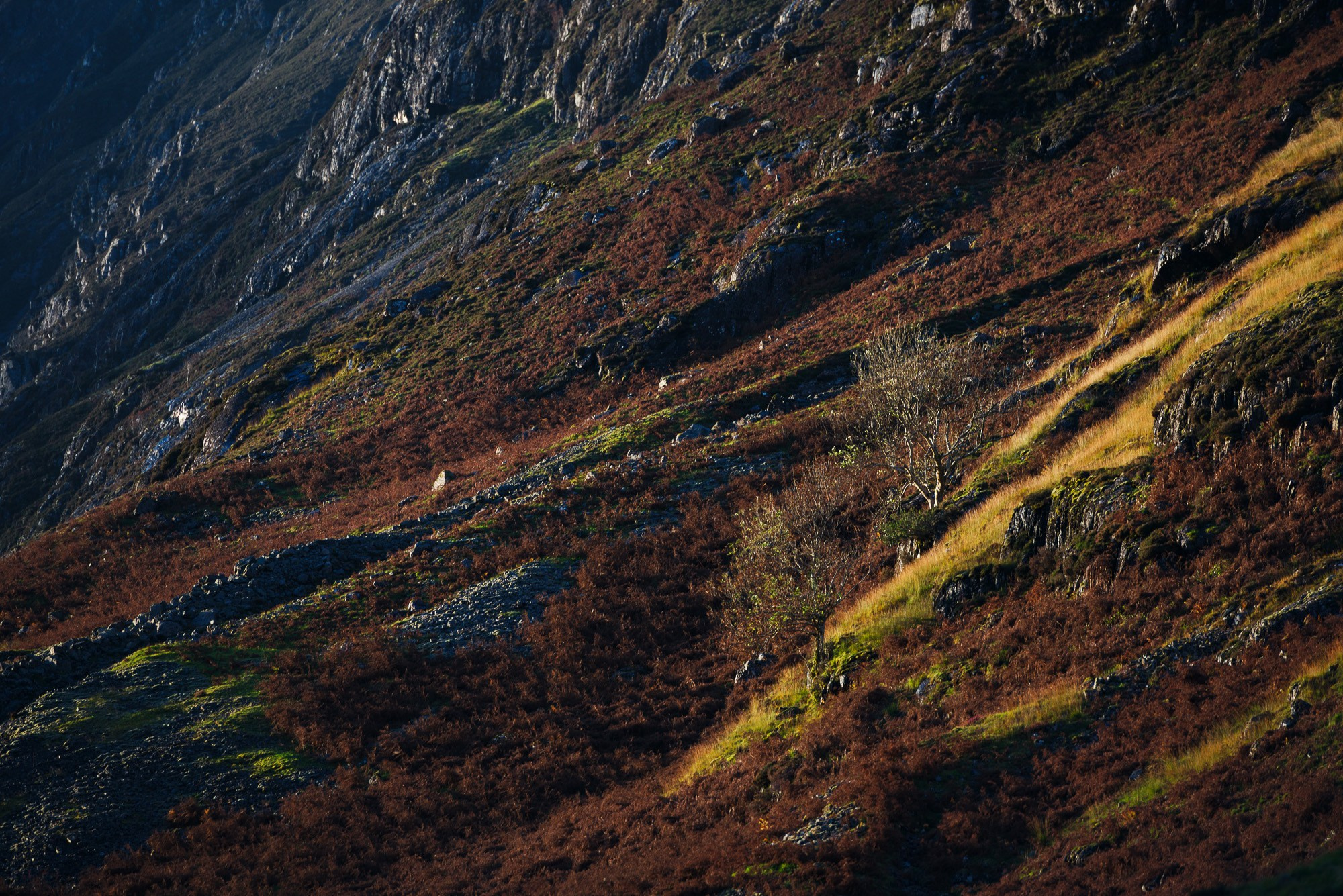 Суровый горный склон с пятнами красного вереска и желтой травы, освещенный солнцем.