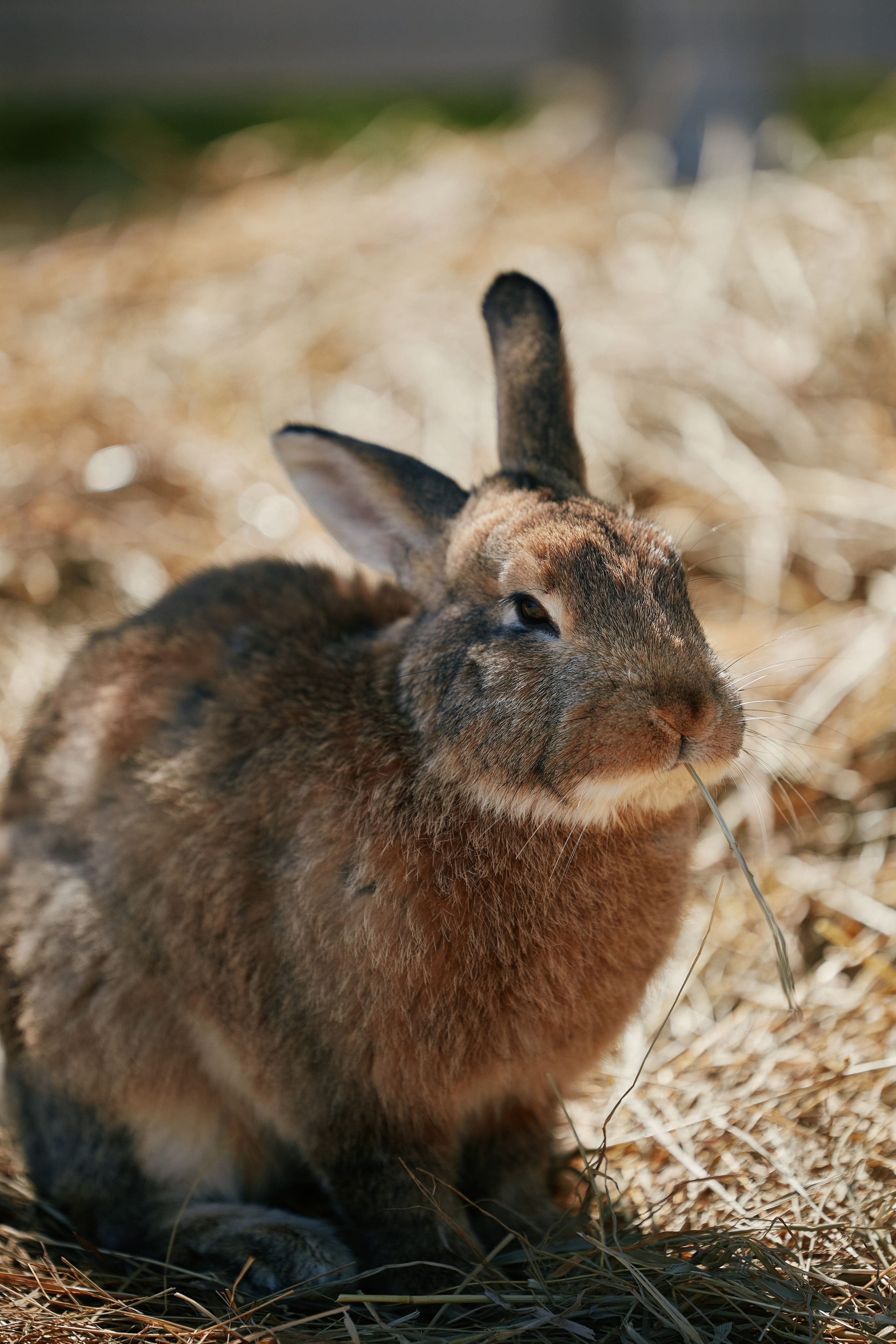 PRIVATE Weekend на Ферме Альпак 19.04. Свадебный репортажный фотограф краснодар максим дремов дрёмов фотосессия студия цена