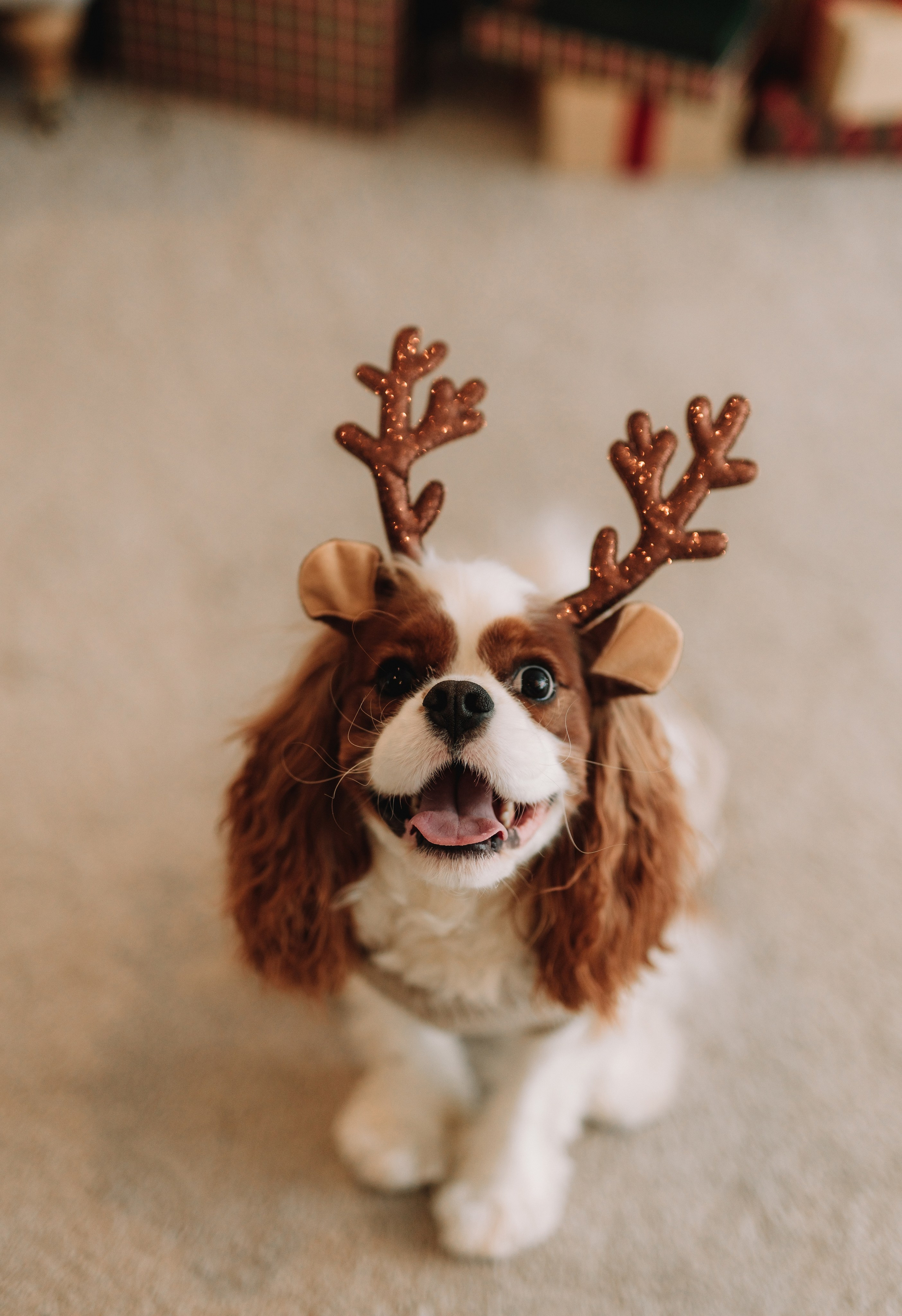 Женя Вика и Дэнни. Свадебный фотограф СПб Евгения Орлова