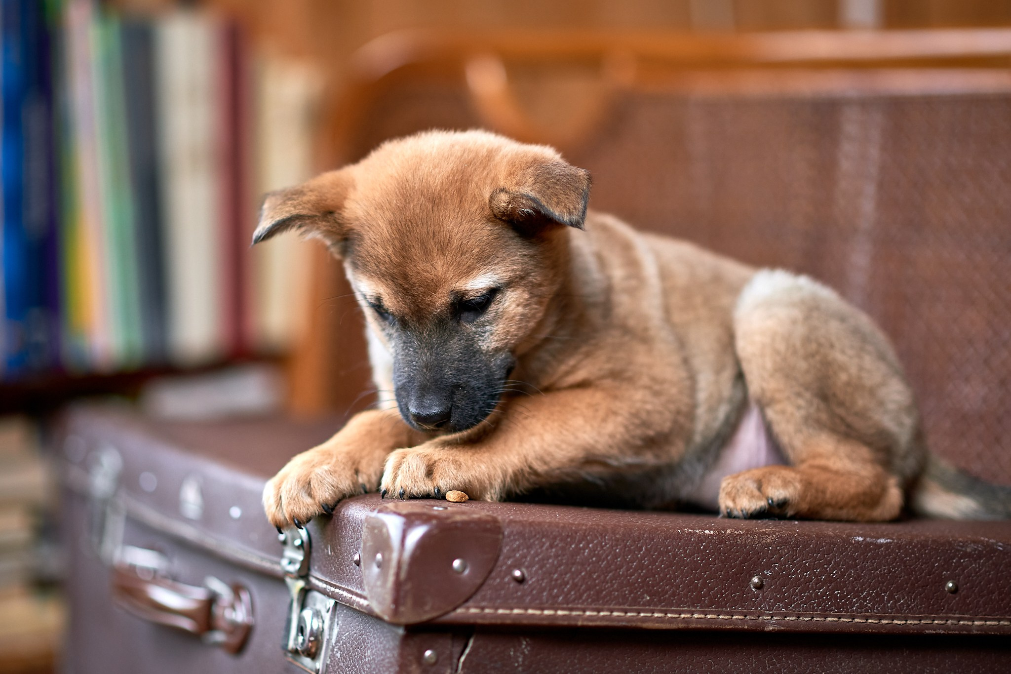 Фотосъемка животных