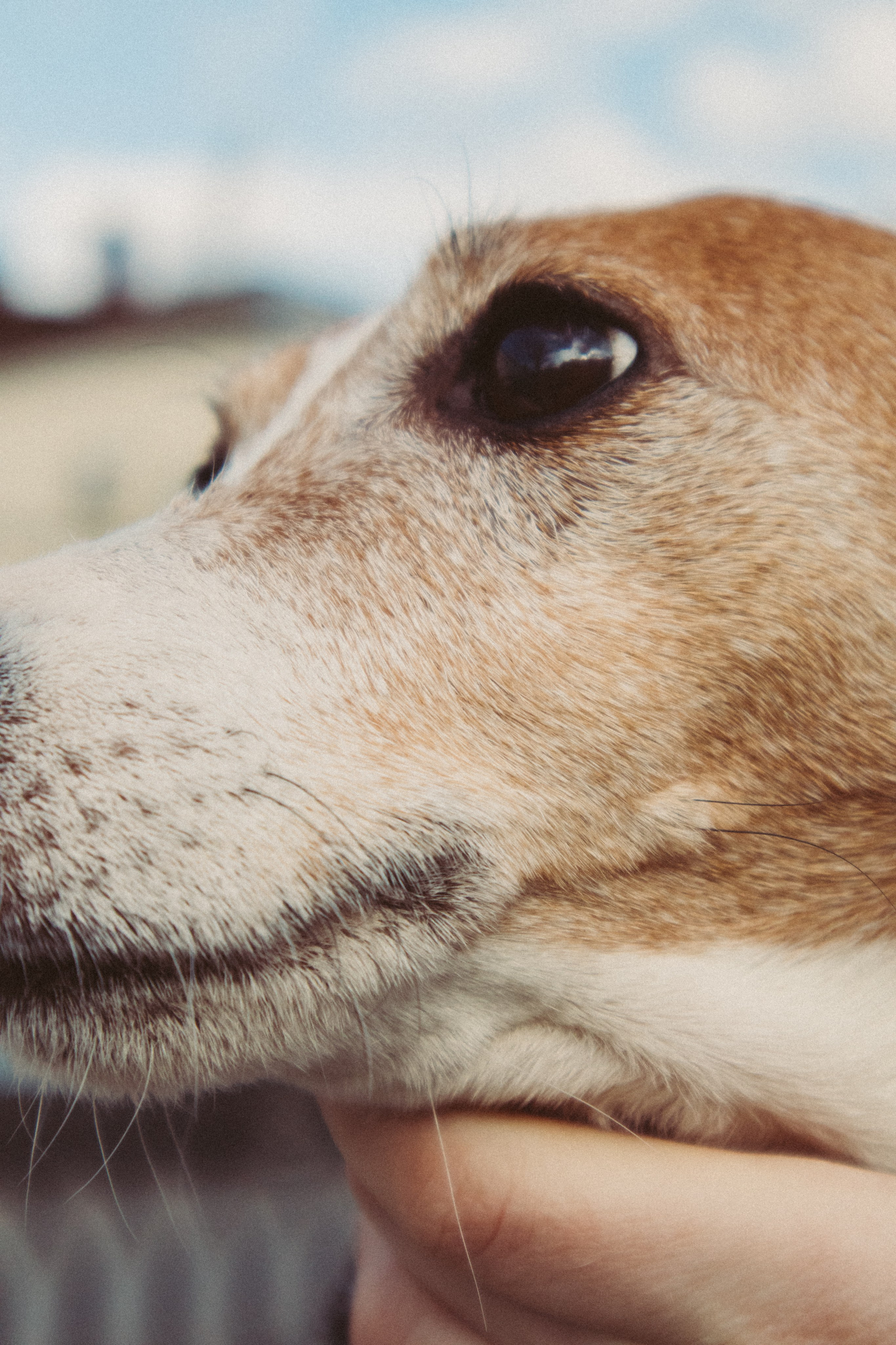 Полина и Греночка. Фотограф в Твери Дарья Уткина