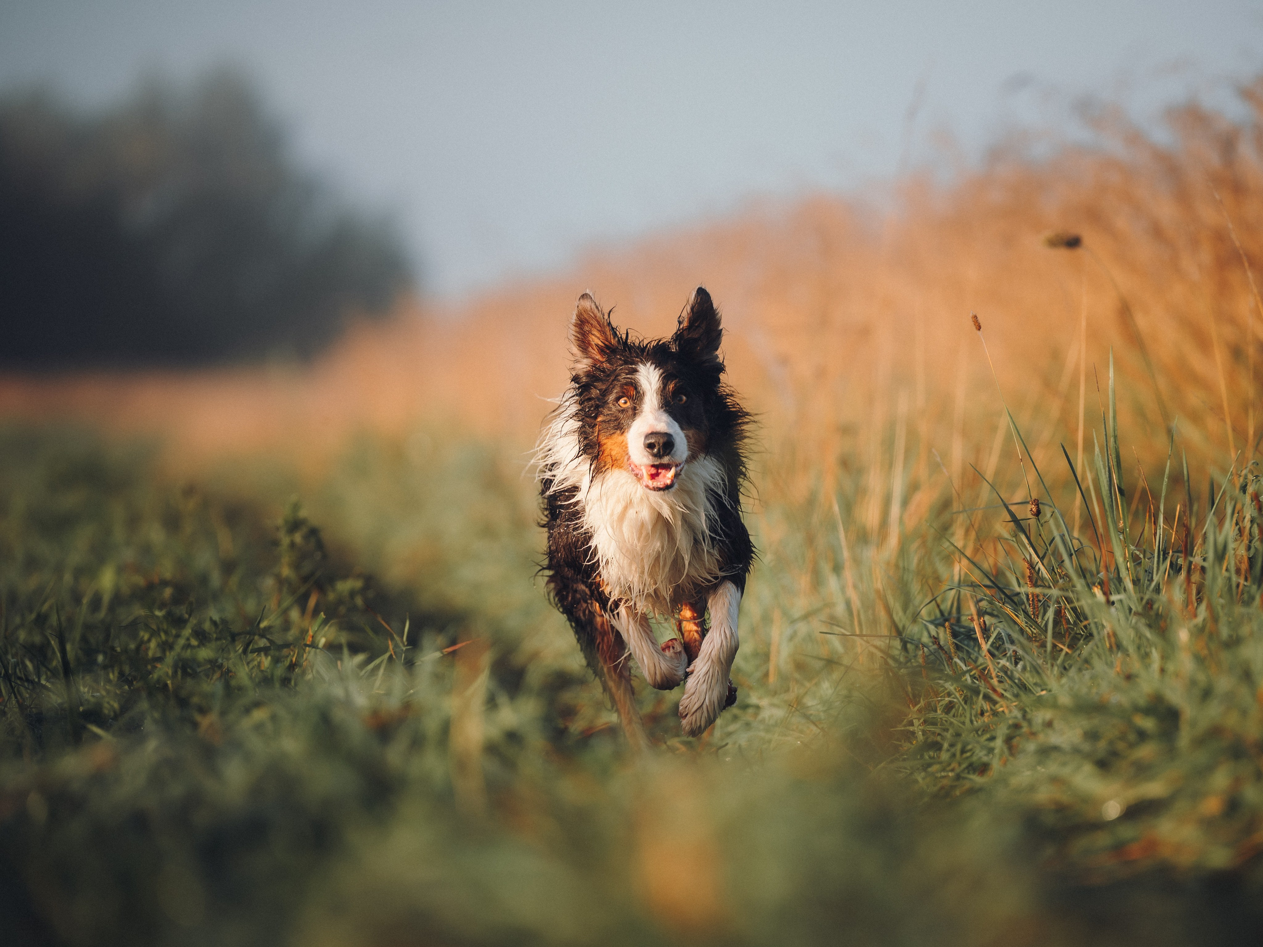 Саша, Флик и Эсприт. Семейный фотограф анималист Ананьева Мария — Москва