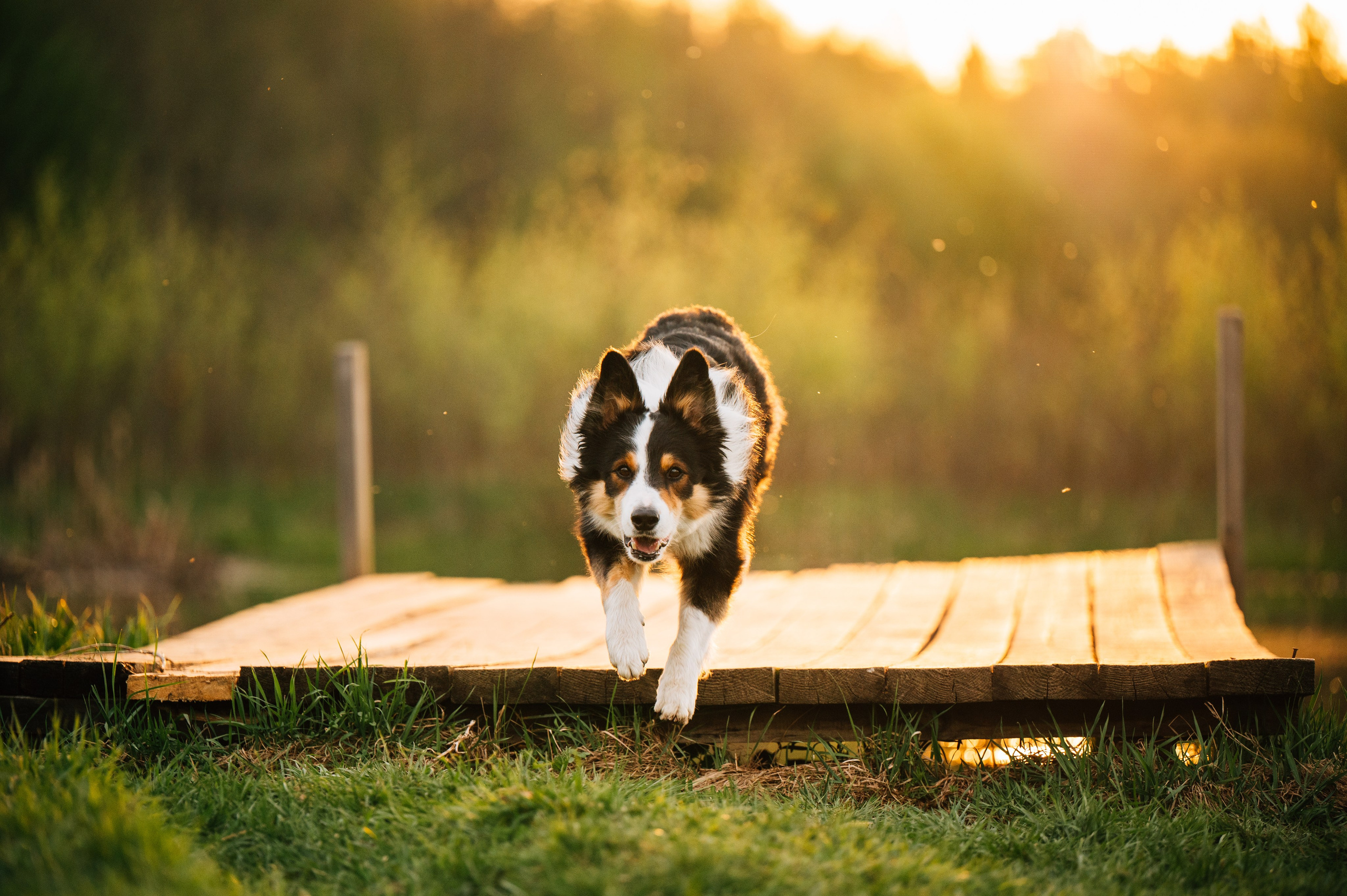 Алия, Ирвин и Грут. Семейный фотограф анималист Ананьева Мария — Москва