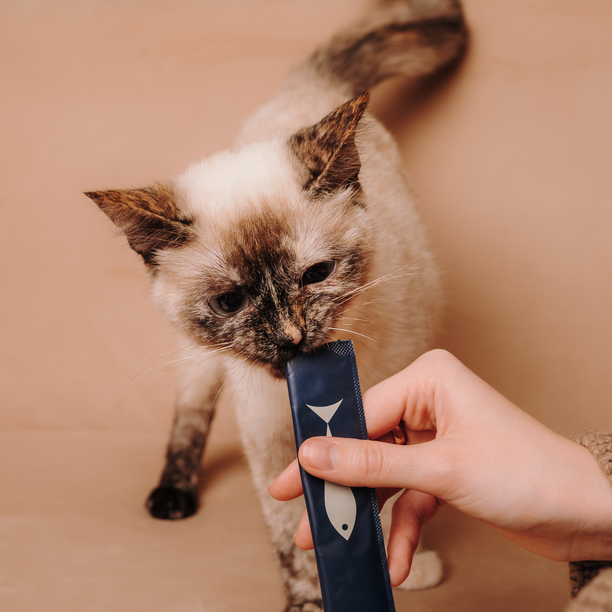 Cosmodog. Миски и лакомства. Семейный фотограф анималист Ананьева Мария — Москва