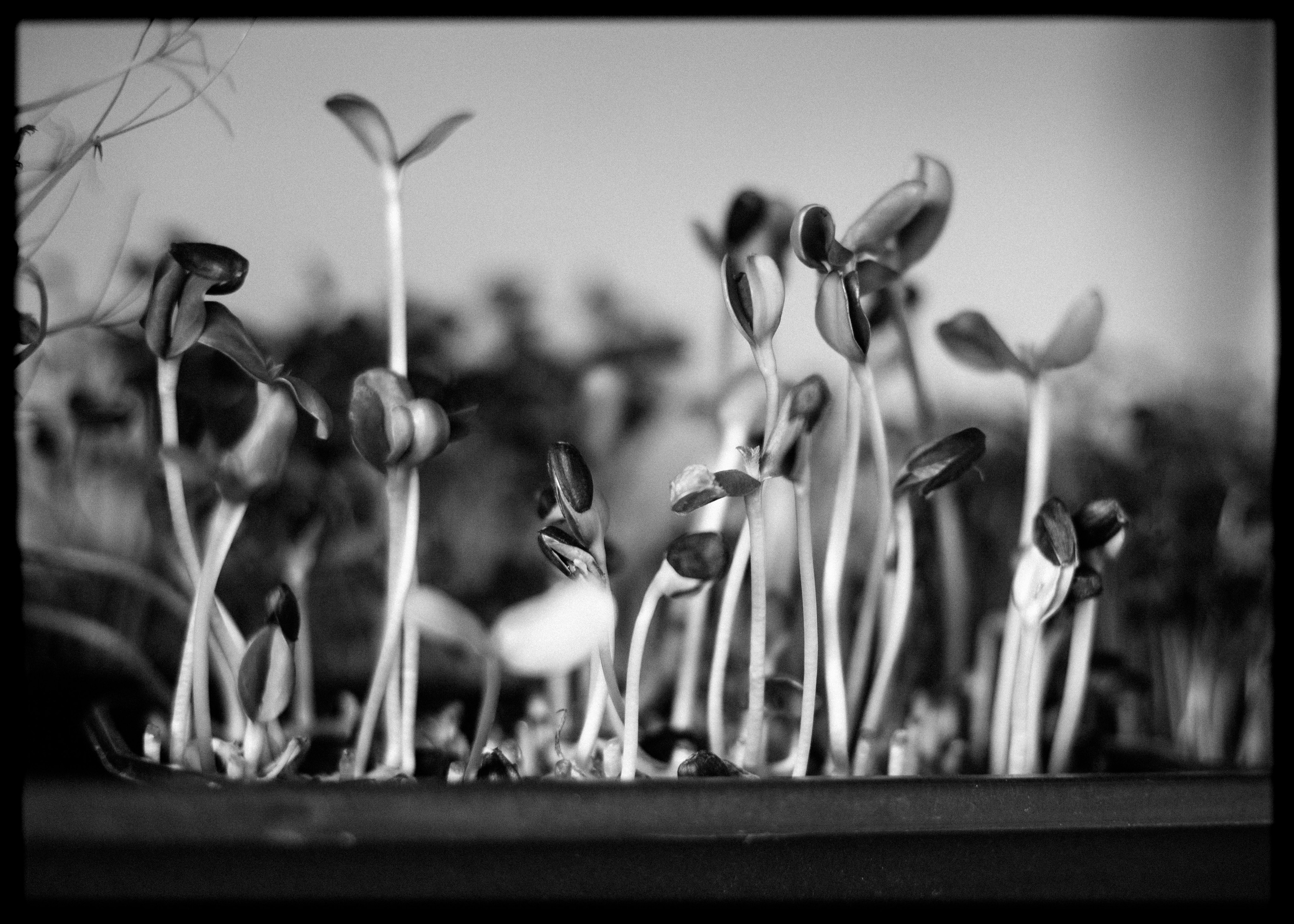 (YarOman) Жизнь в лесу. Фотография, как она есть