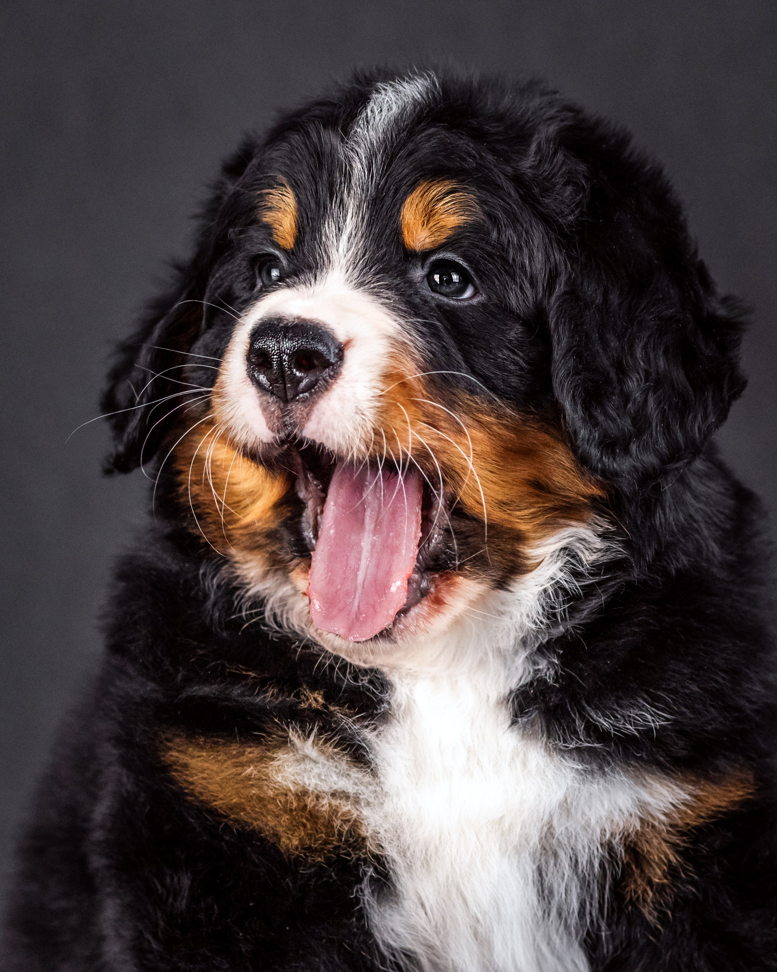 Берны. Фотограф анималист Аня Ливанова | Рыбинск