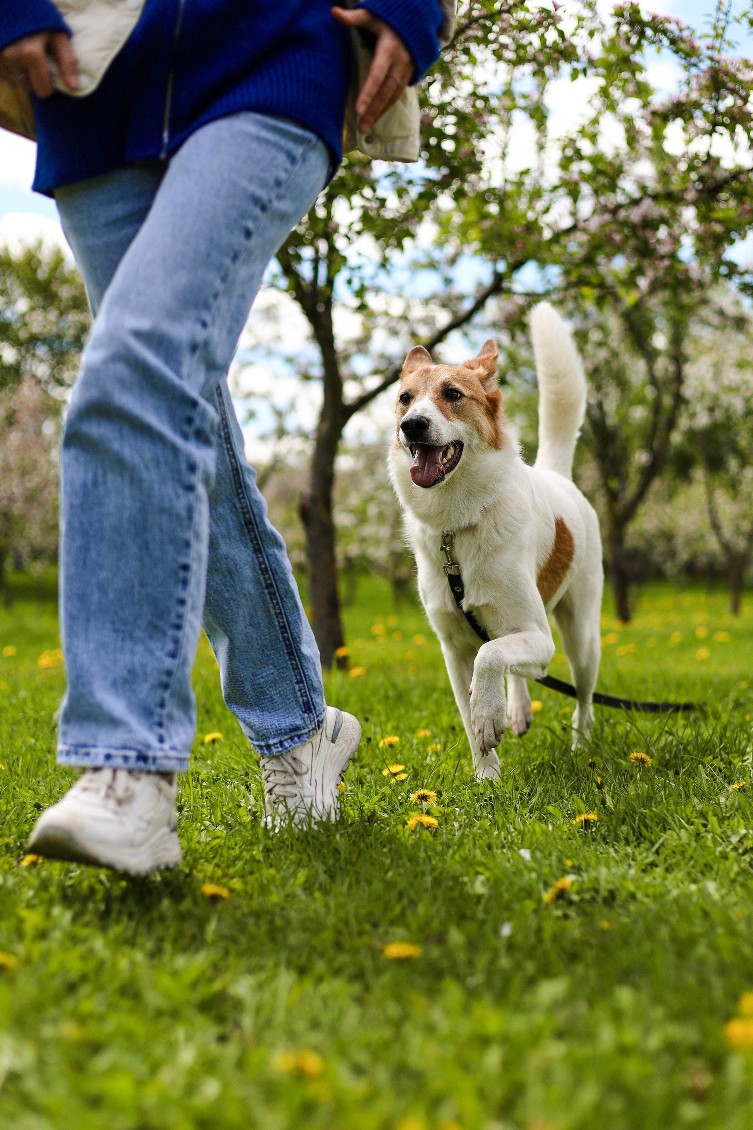 Лучик и Аня. Фотограф-анималист Ксения Шевцова|Москва