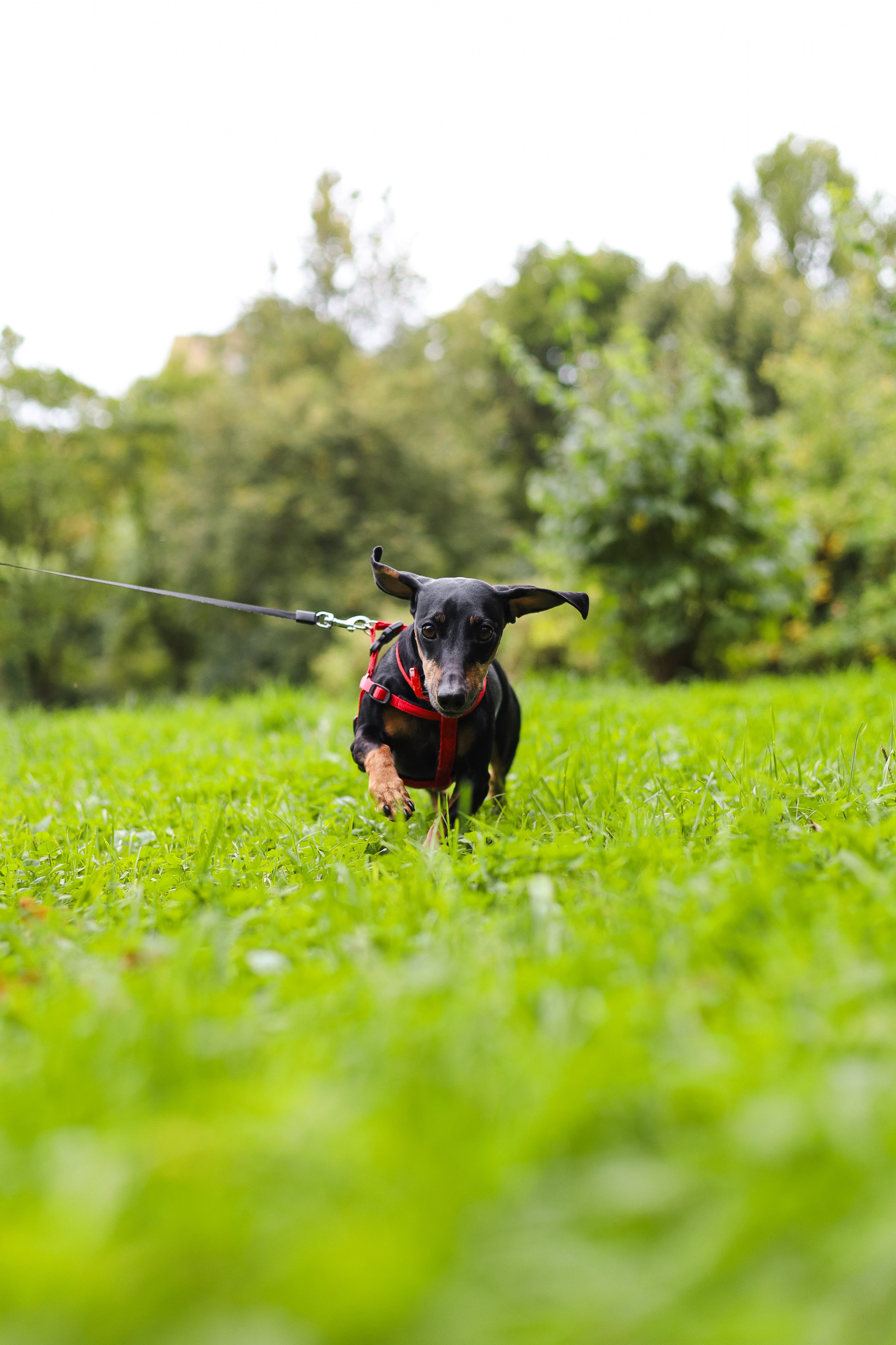 Моня и Оля. Фотограф-анималист Ксения Шевцова|Москва
