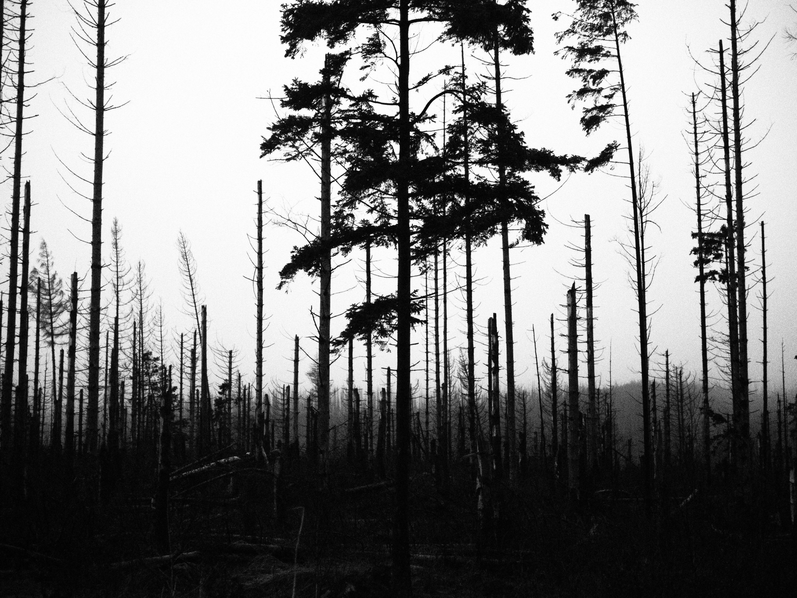 Таинственный лес. Репортажный фотограф в Берлине Александра Герман