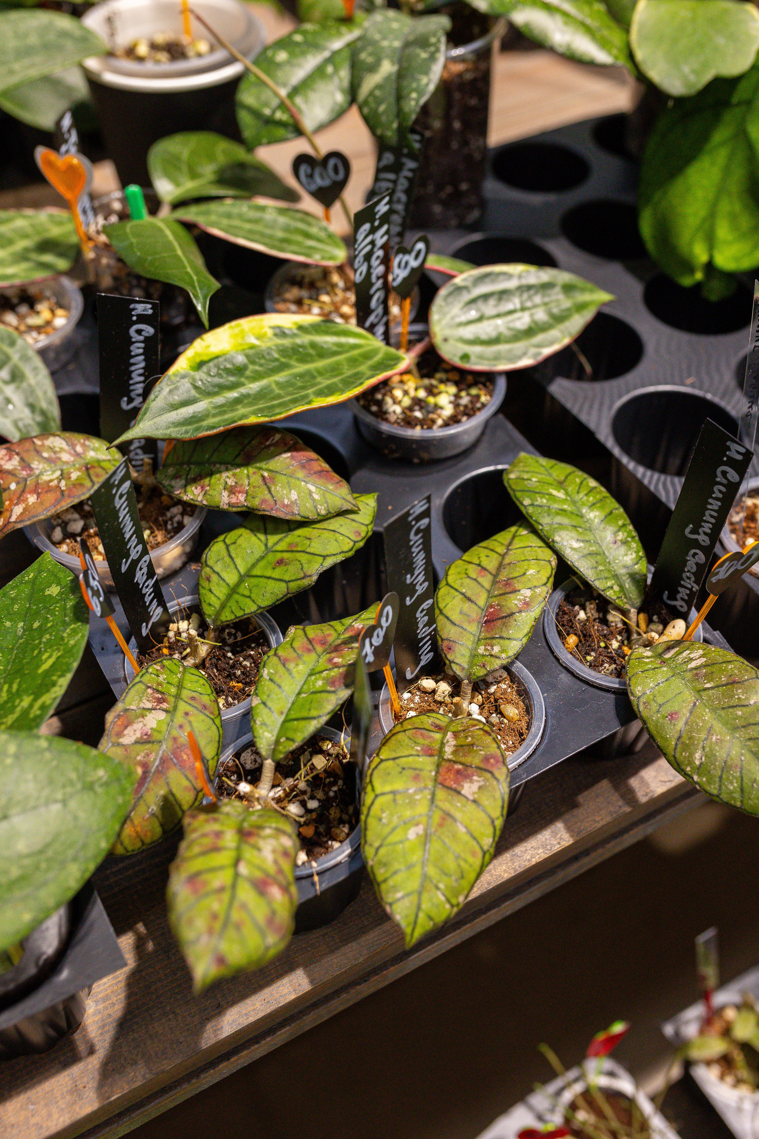 Ярмарка Green Rare 20.09.25. Александра Куликова фотограф, Москва