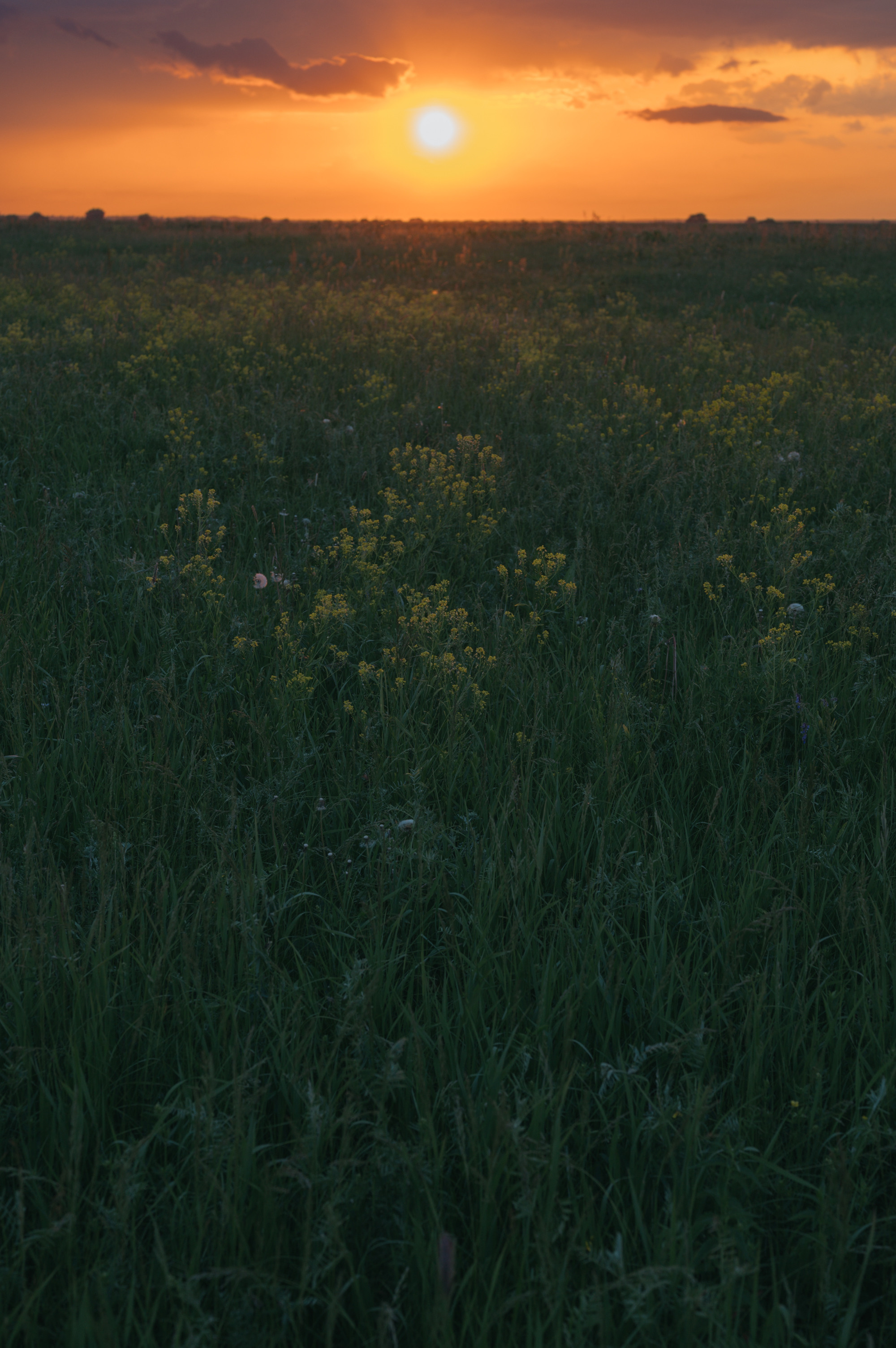 Луга. Фотограф Елена Хазина, Рязань